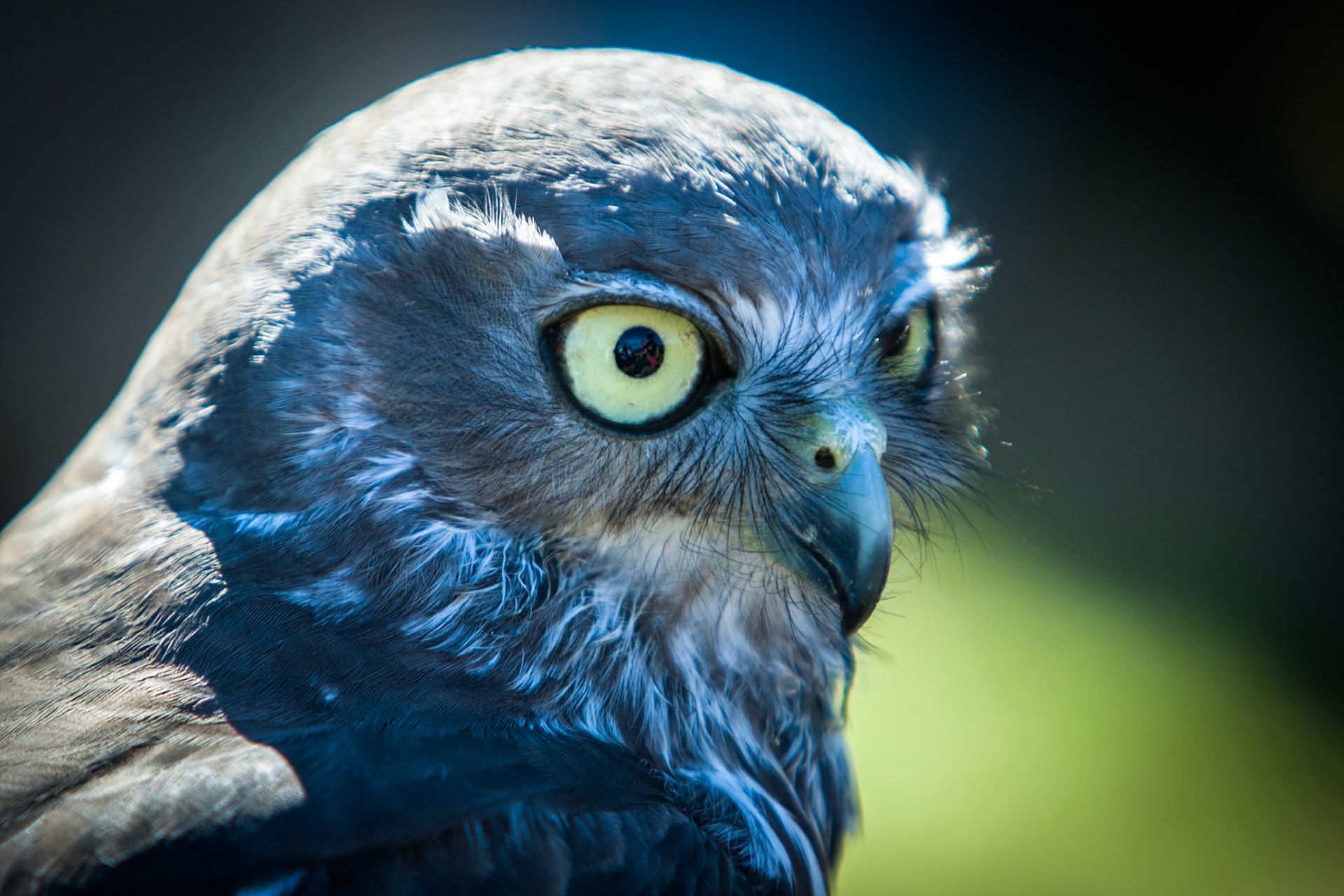 Lamington National Park, Queensland