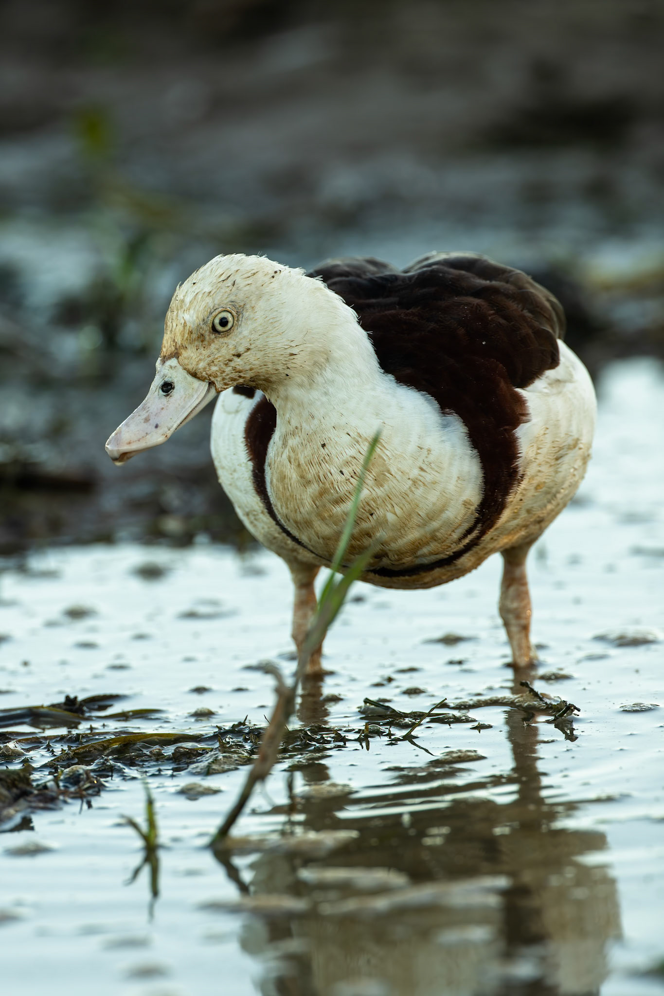 Radjh shelduck, Yellow waters billabong, Kakadu, Northern Territory, Australia