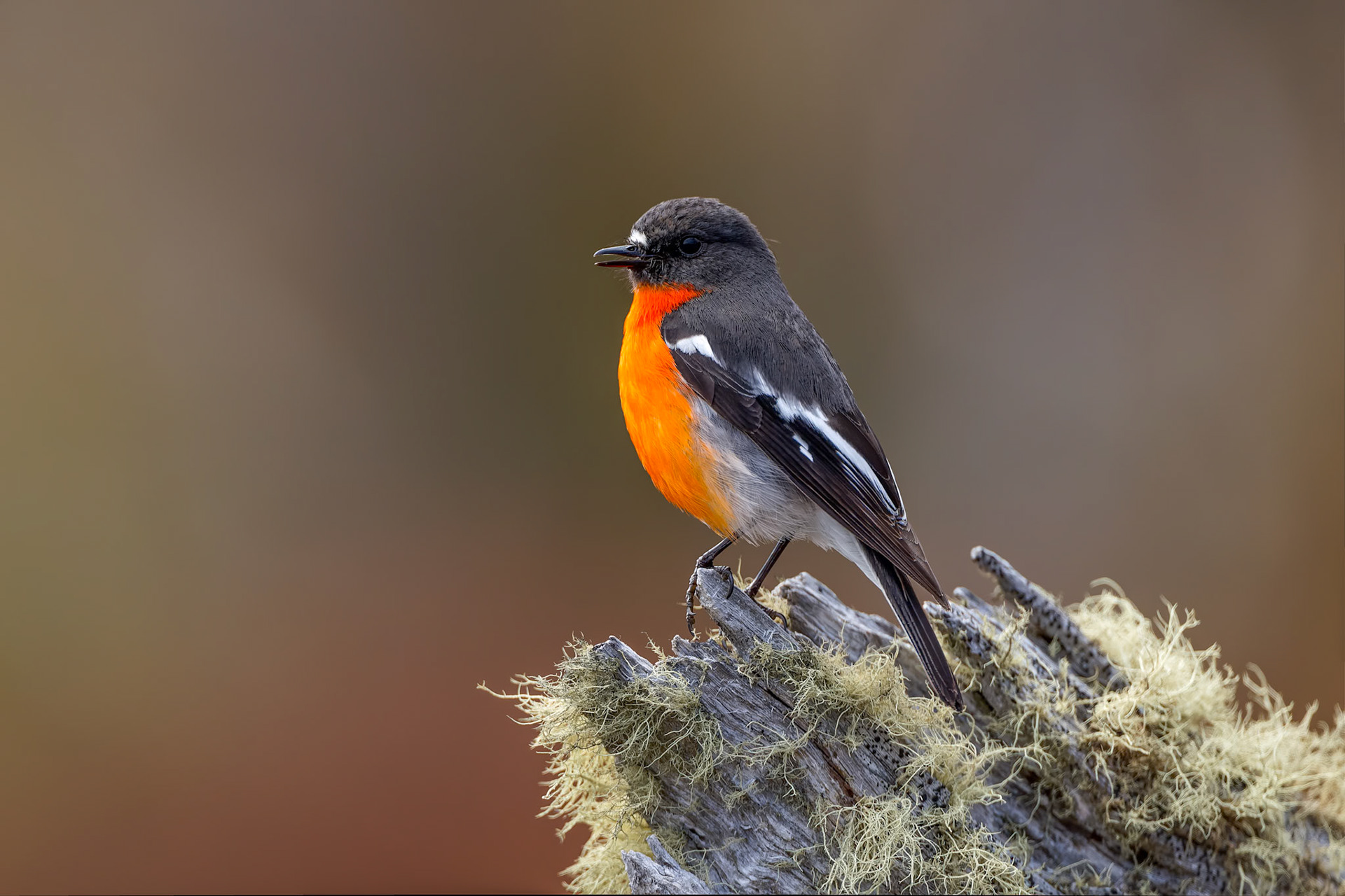 Flame robin, Mount Wellington, Hobart, Tasmania, Australia
