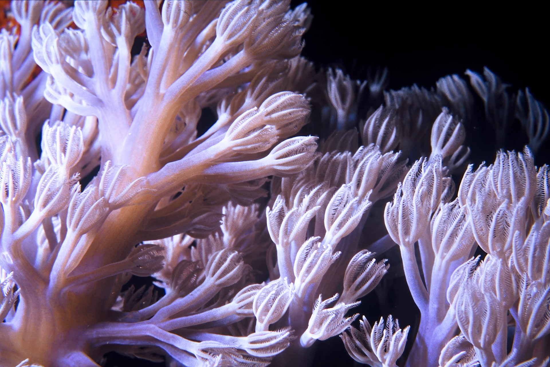 Soft coral, Comores