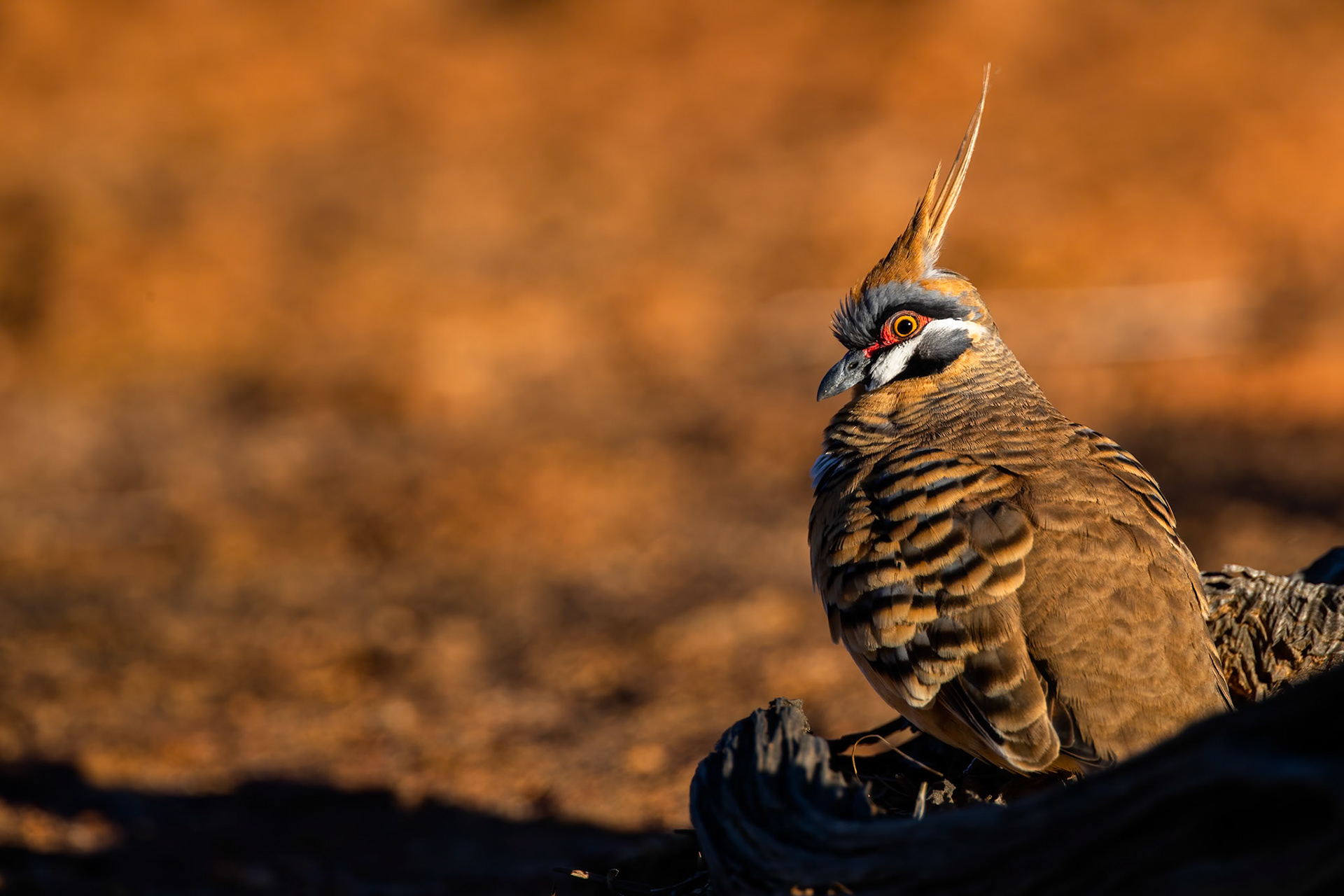 Spinifex pigeon, Bladensberg National Park, Winton, Queensland, Australia