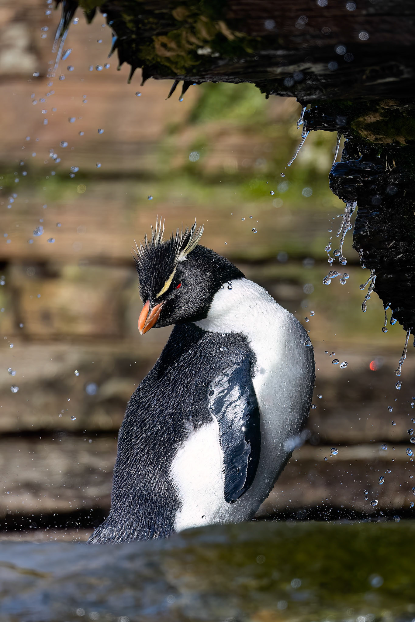 Southern rockhopper penguin, The Settlement, Saunders Island, Falkland Islands