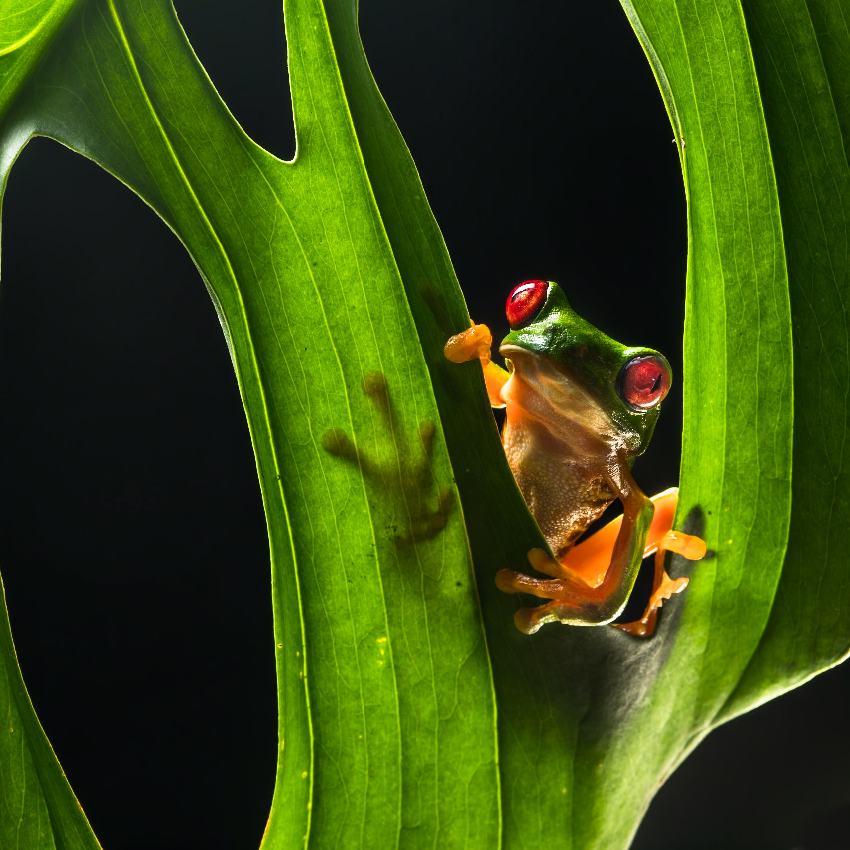 Red-eyed tree frog, Villa Lapas, Costa Rica