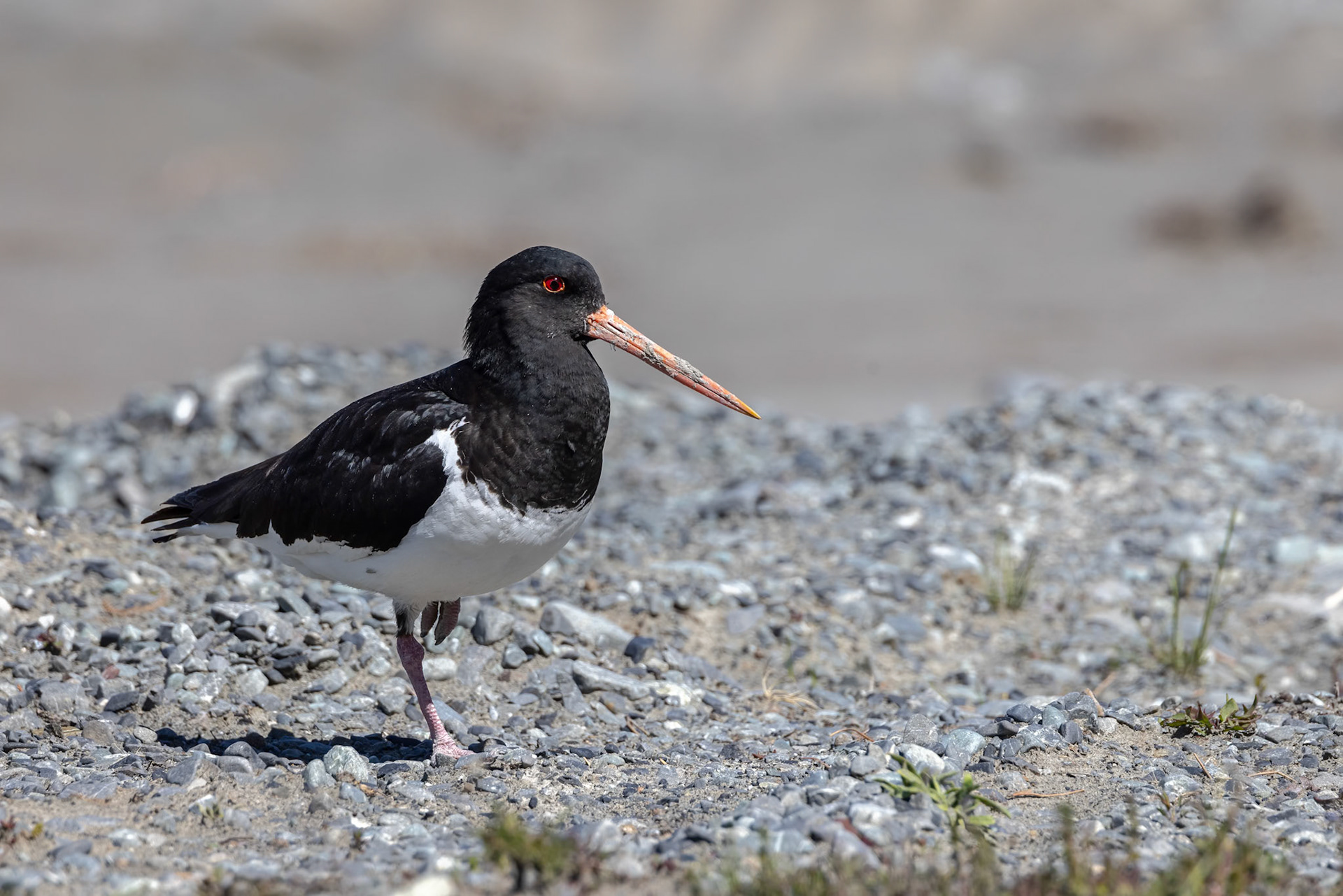 South island pied oystercatcher, Twizel, New Zealand