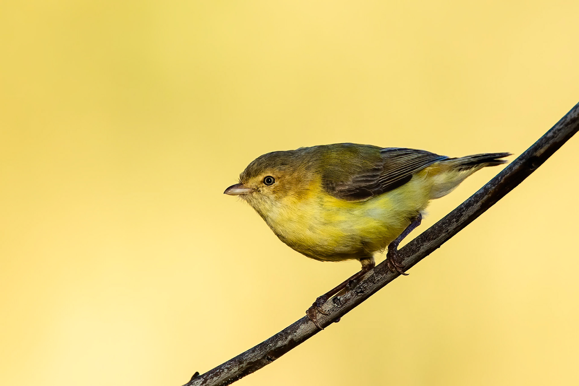 Weebill, Mount Isa, Queensland, Australia