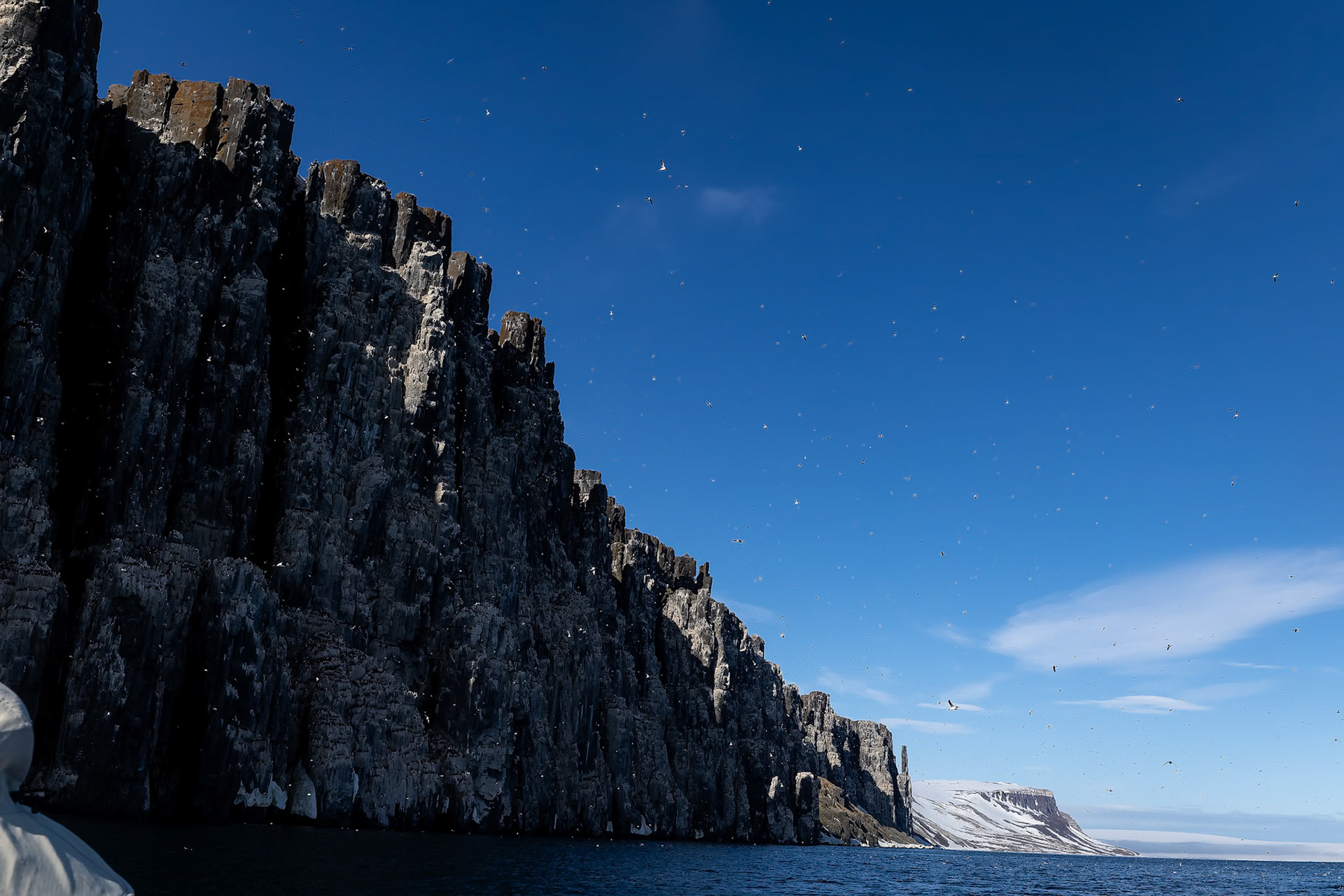 Brünnich's guillemot, Alkefjettet, Svalbard, Norway