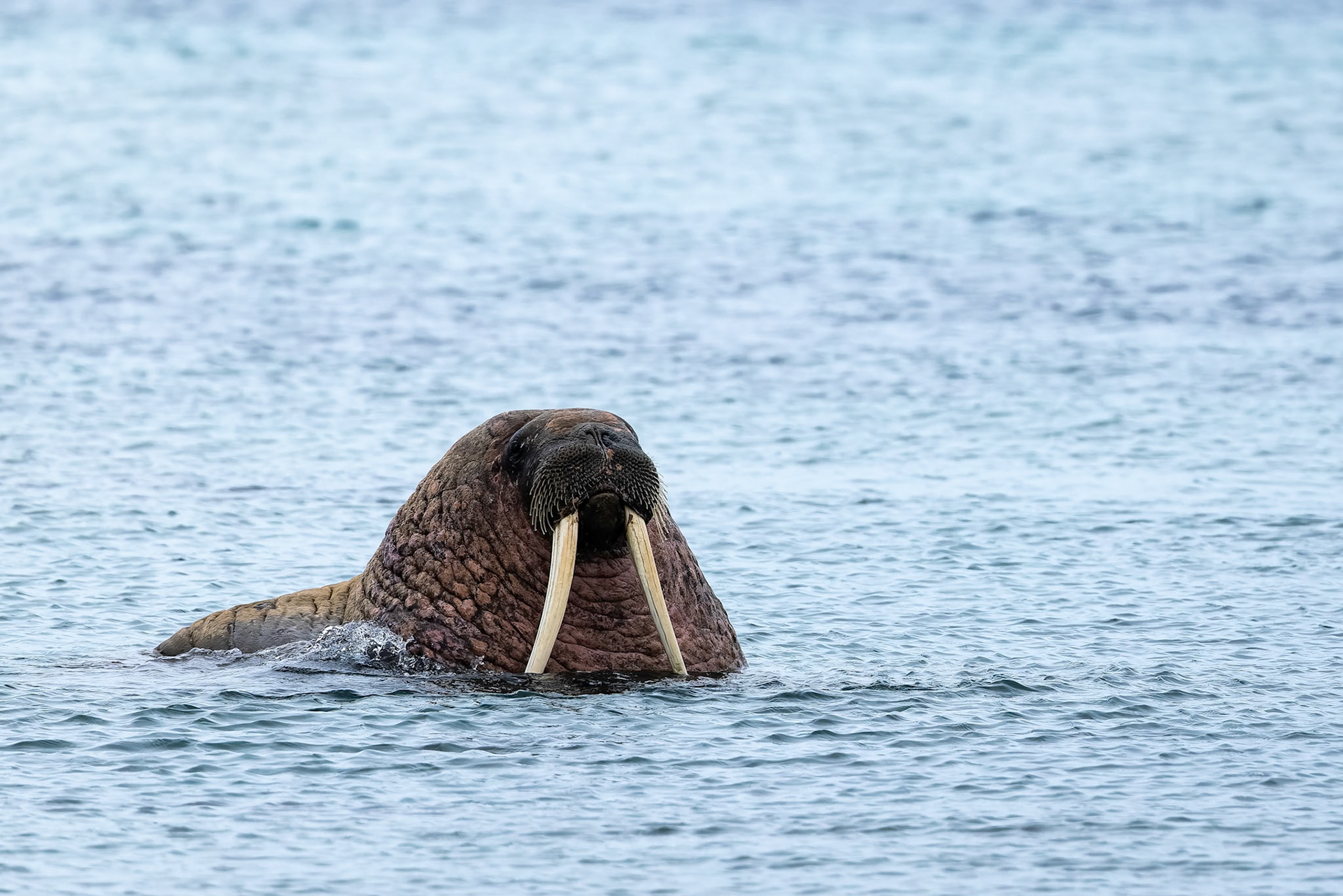 Walrus, Smeerenburgenfjord, Svalbard, Norway