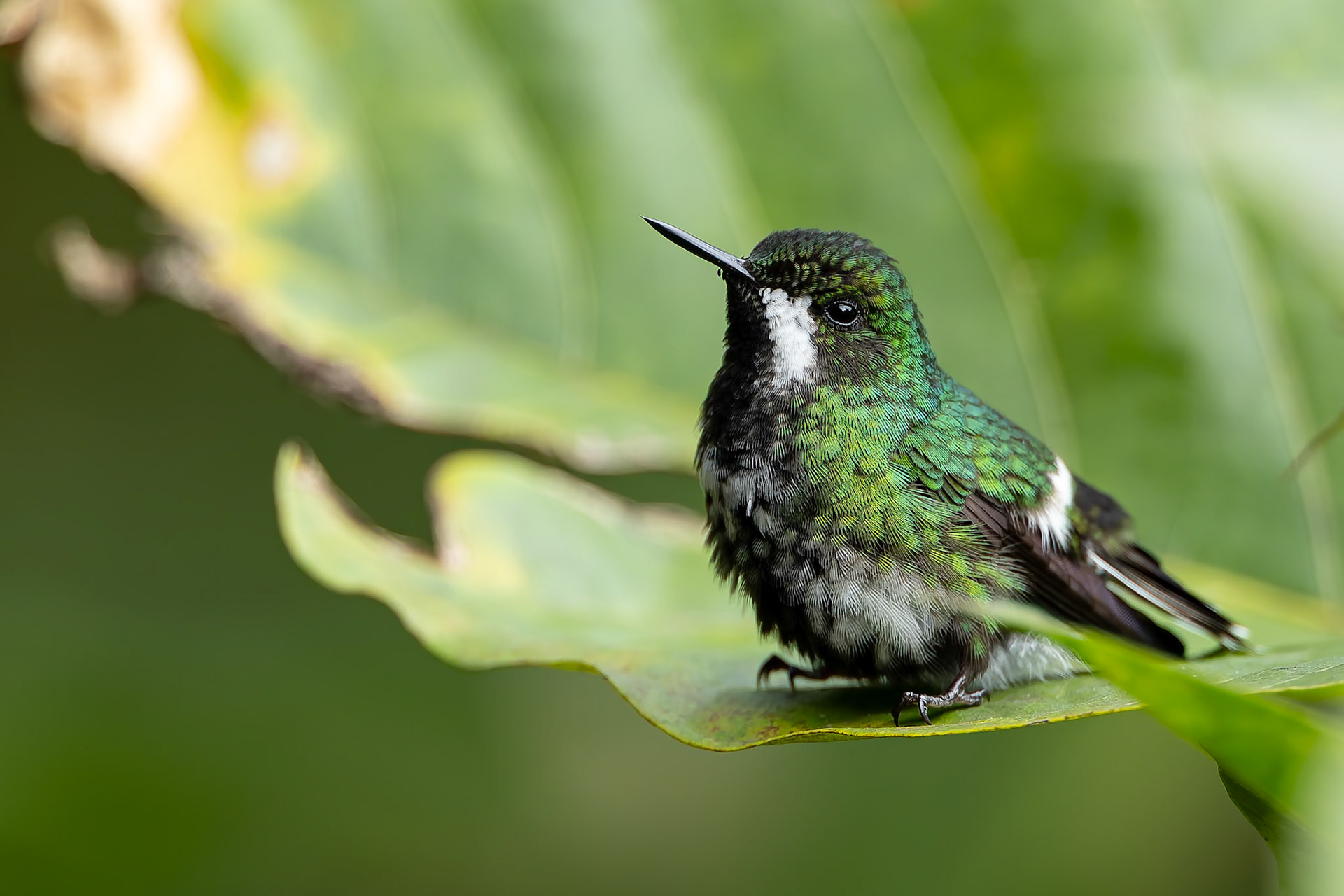 Green thorntail, Umbrella Bird Lodge, Buenaventura Nature Reserve, Ecuador