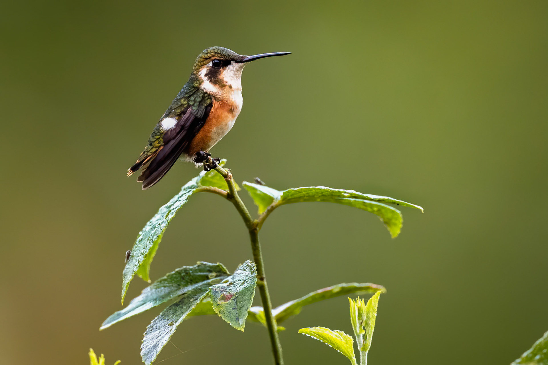 White-bellied woodstar, Rio Blanco, Colombia