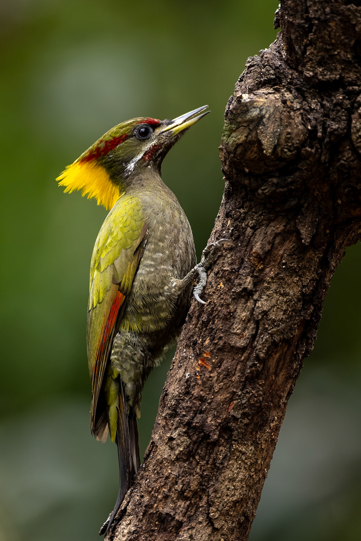 Lesser yellownape, Bird's Den, Corbett Tiger Reserve, India