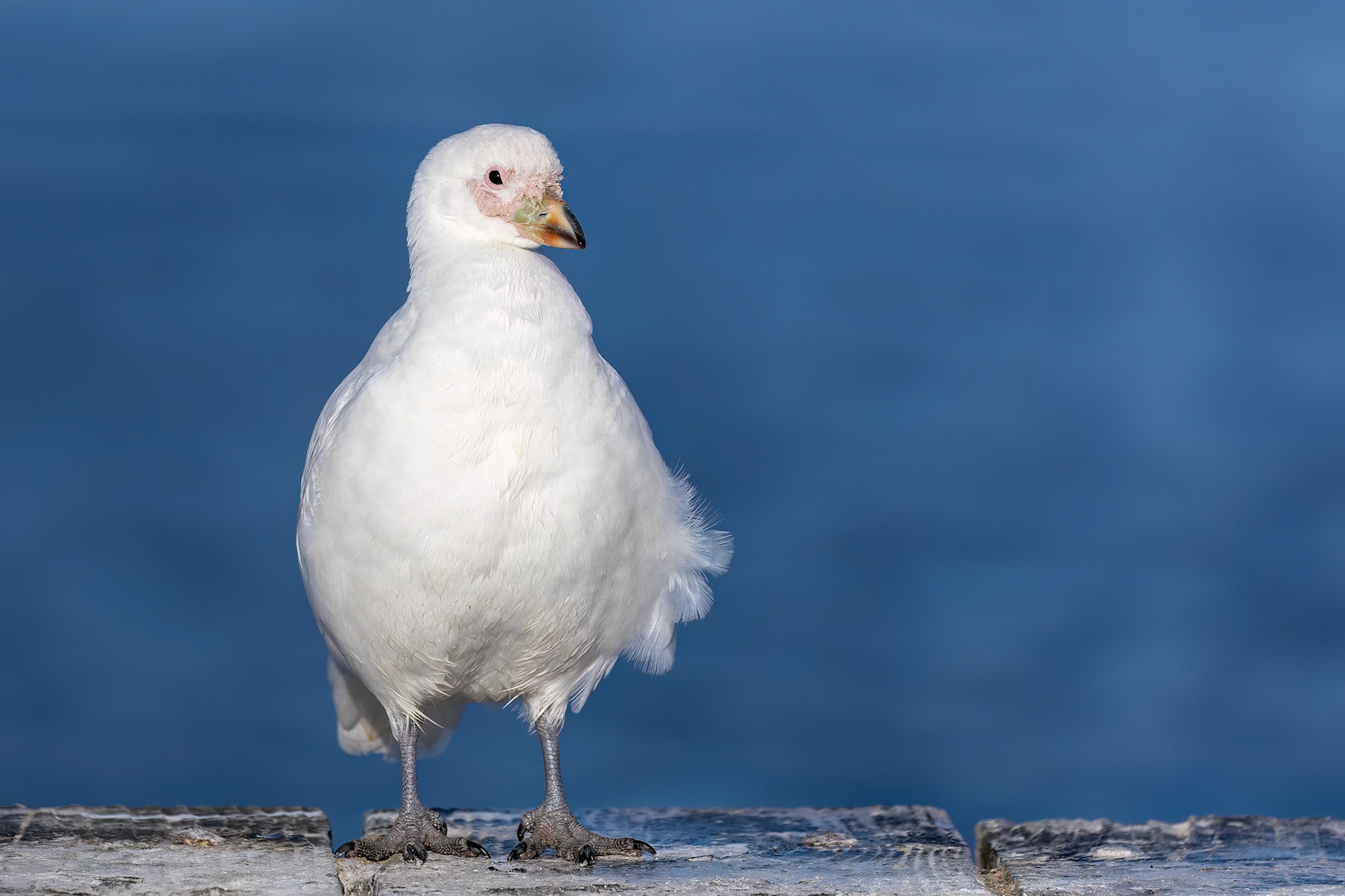 Snowy sheathbill, Pebble Island, Falkland Islands