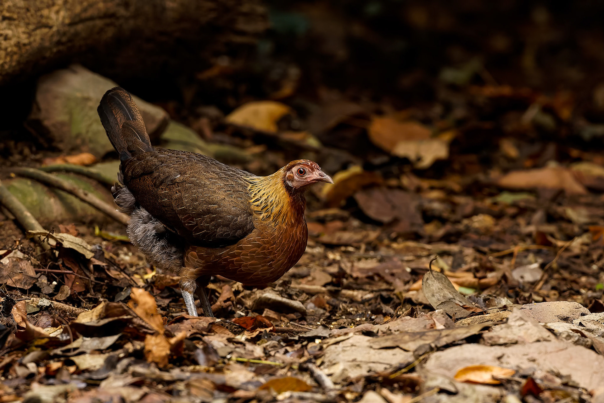 Red junglefowl, Khaeng Krackan National Park, Thailand