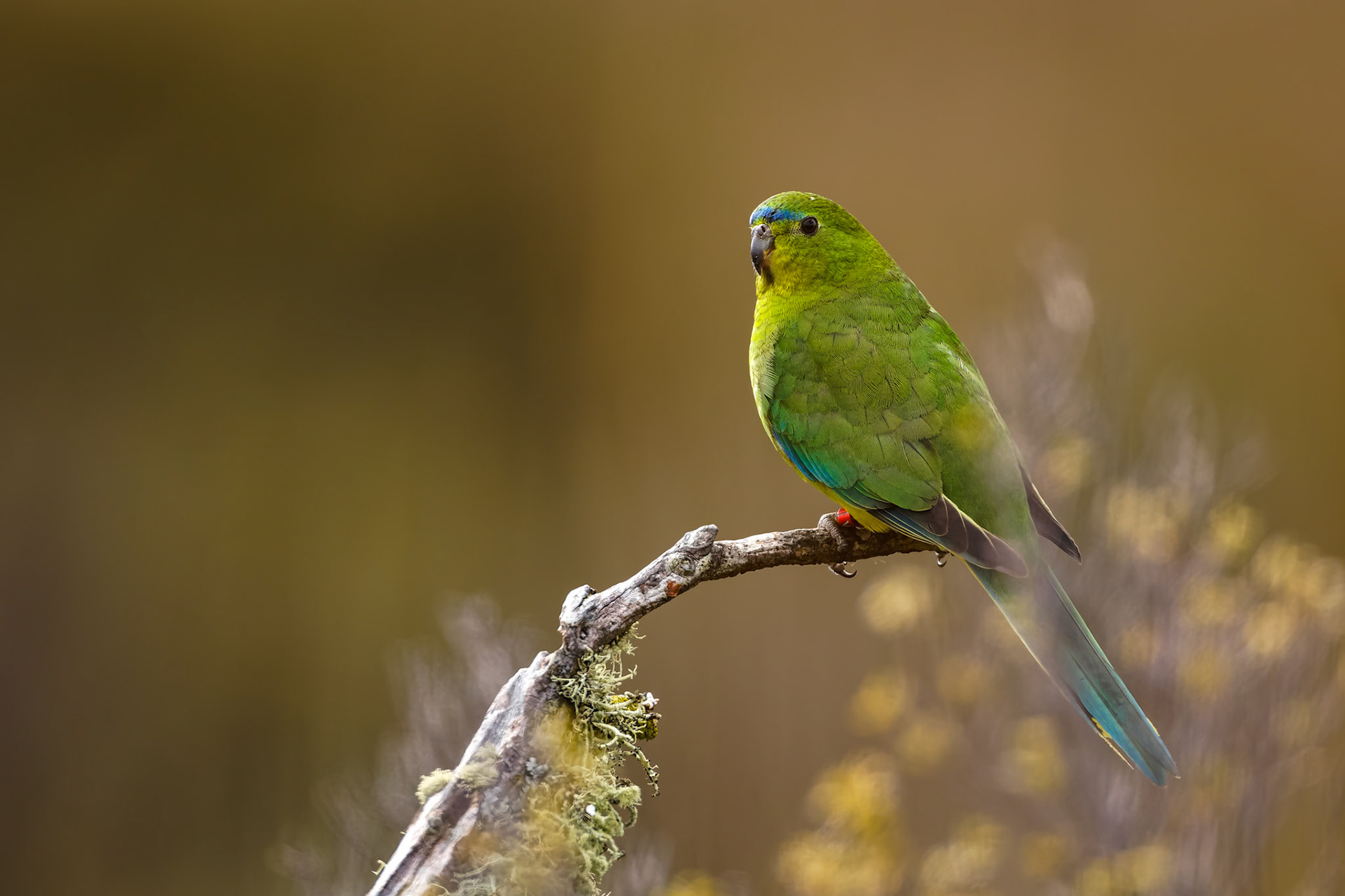 Orange-bellied parrot, Melaleuca, South West National Park, Tasmania, Australia