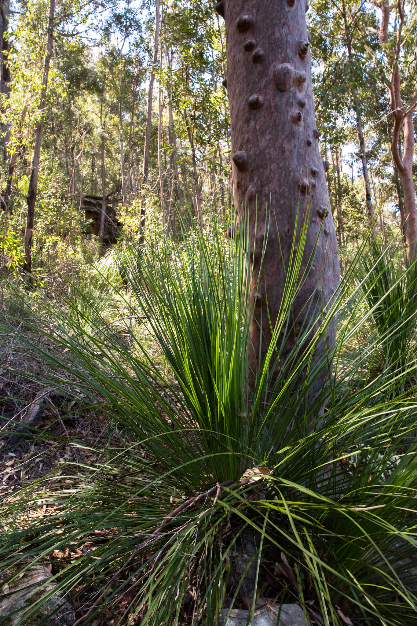 From Springwood Station walked to the bottom of Sassafras Gully Road, descending the gully following the creek downstream to Perch Ponds (tea stop) at the intersection of Magdala and Glenwood creeks.  Continued downstream following Glenbrook creek past Martin's camping area and then took the track out of the creek up to Martins Lookout (lunch).  Followed the service road back to Farm road. Notes by Peter Watt.