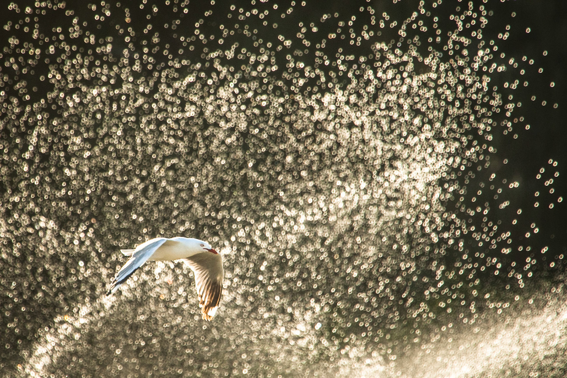 Silver gulls in spray, Lady Elliot Island, Queensland, Australia
