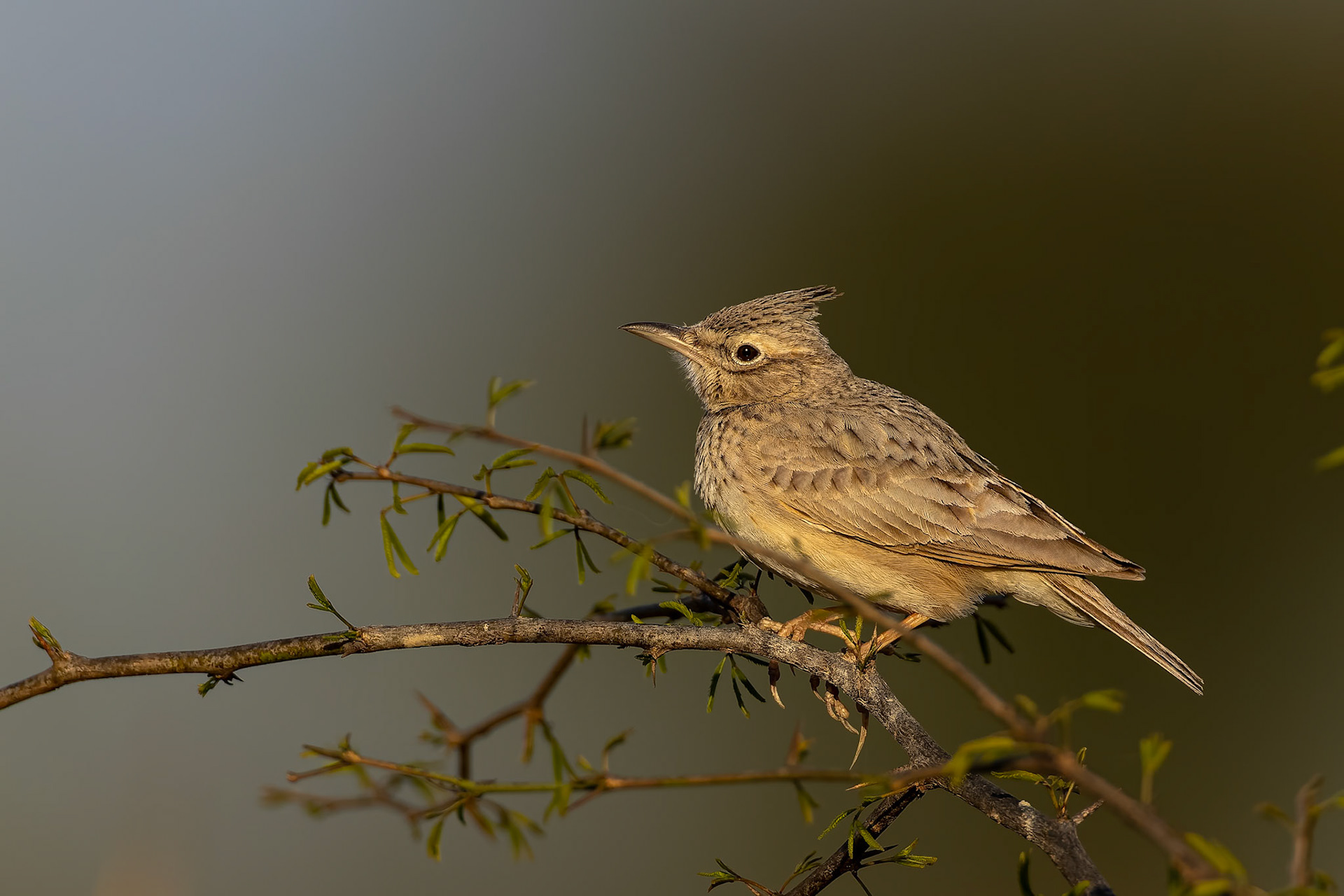 Crested lark, Keoladeo National Park, Bharatpur, India