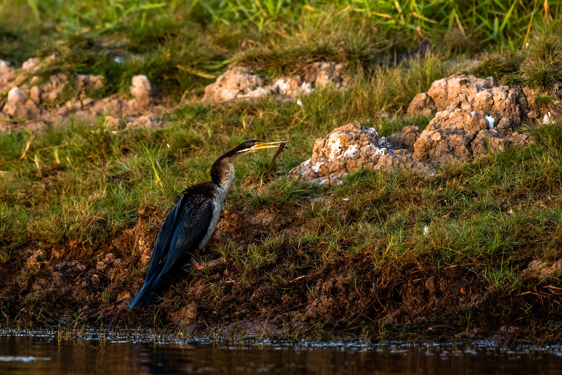 Australasian darter, Corroboree billabong, Corroboree, Northern Territory, Australia