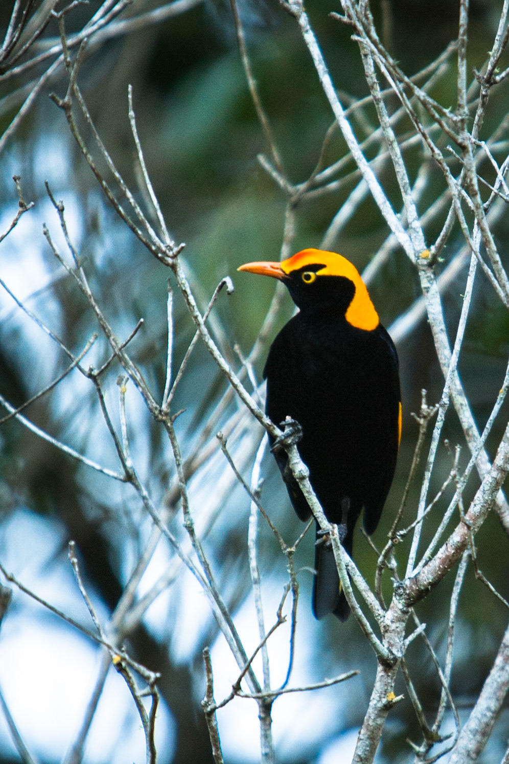 Lamington National Park, Queensland