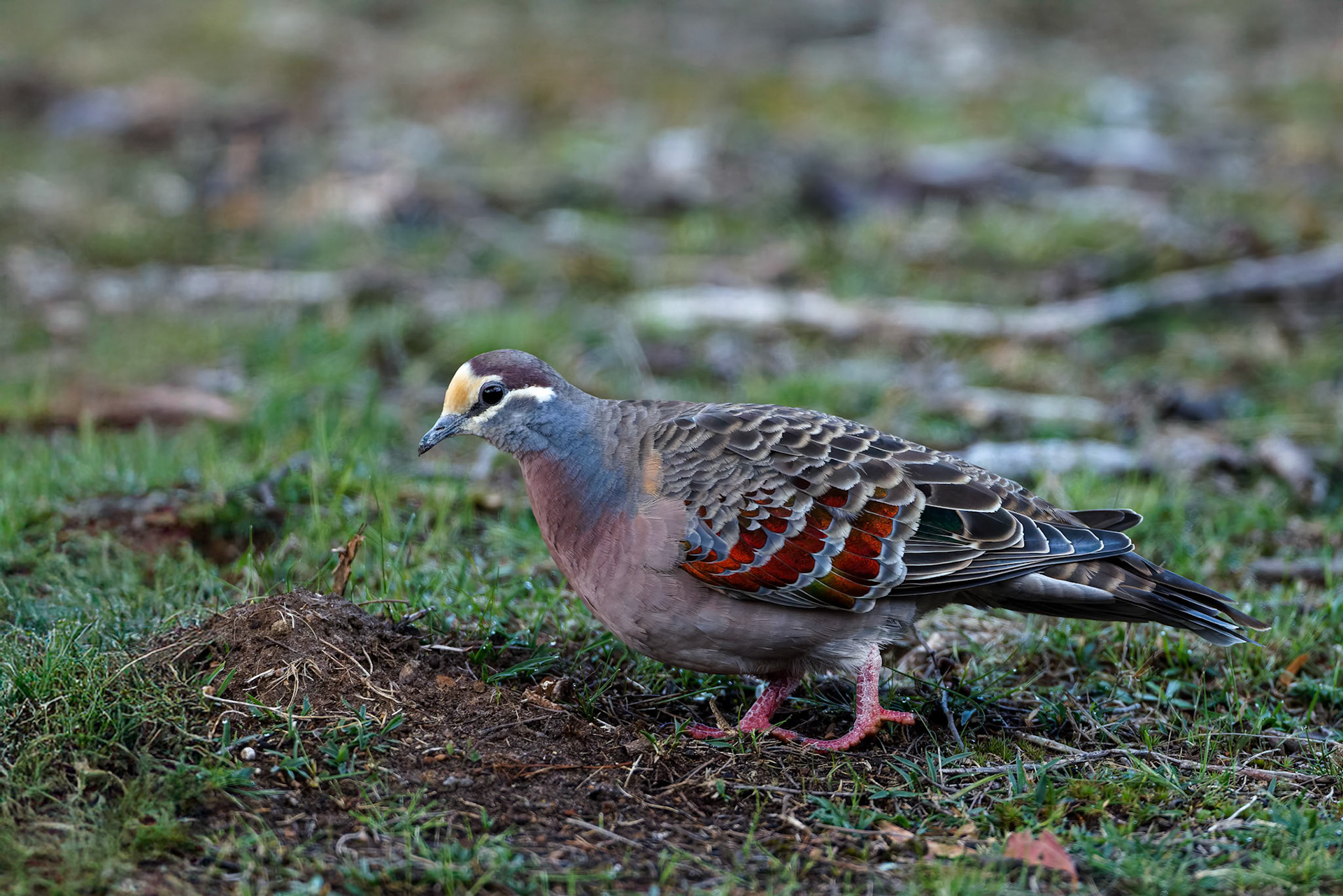 Common bronzewing, Mount Wellington, Hobart, Tasmania, Australia