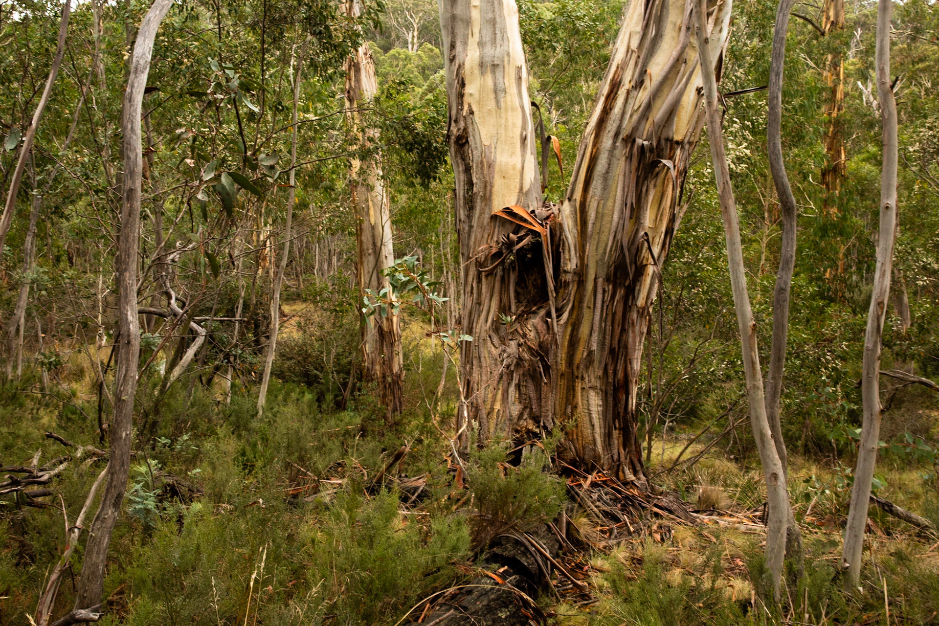 Sawpit creek track, Mount Kosciuszko National Park, Snowy Mountains, New South Wales