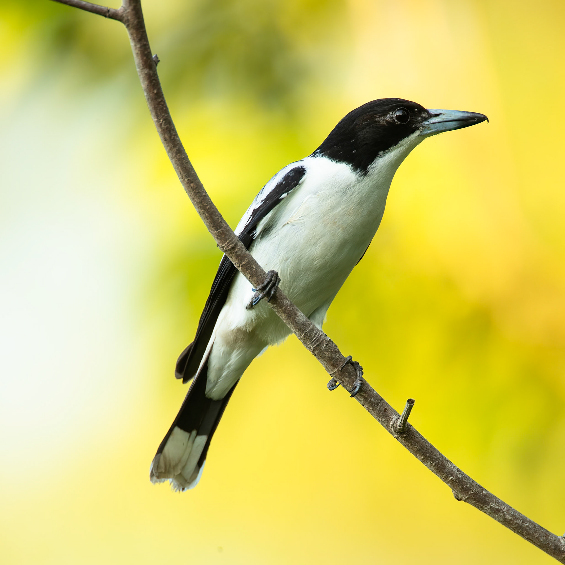 Silver-backed butcherbird, Marlow lagoon, Darwin, Australia
