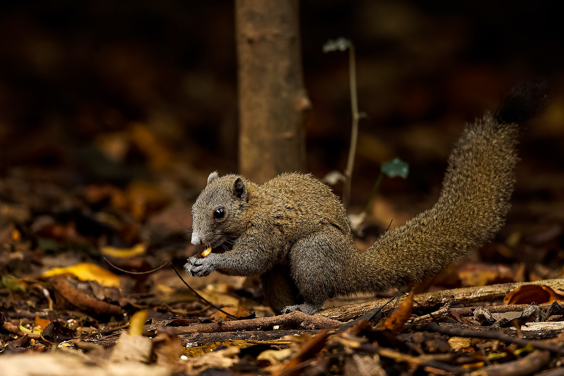 Grey-bellied squirrel, Khaeng Krackan National Park, Thailand