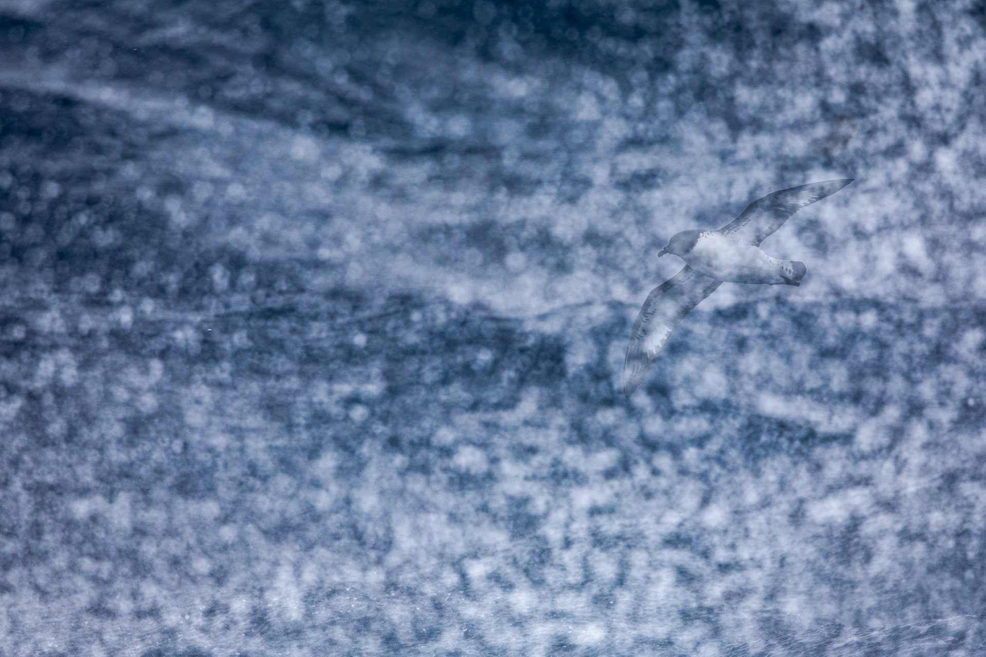 Cape petrel, from the Falklands towards Antarctica