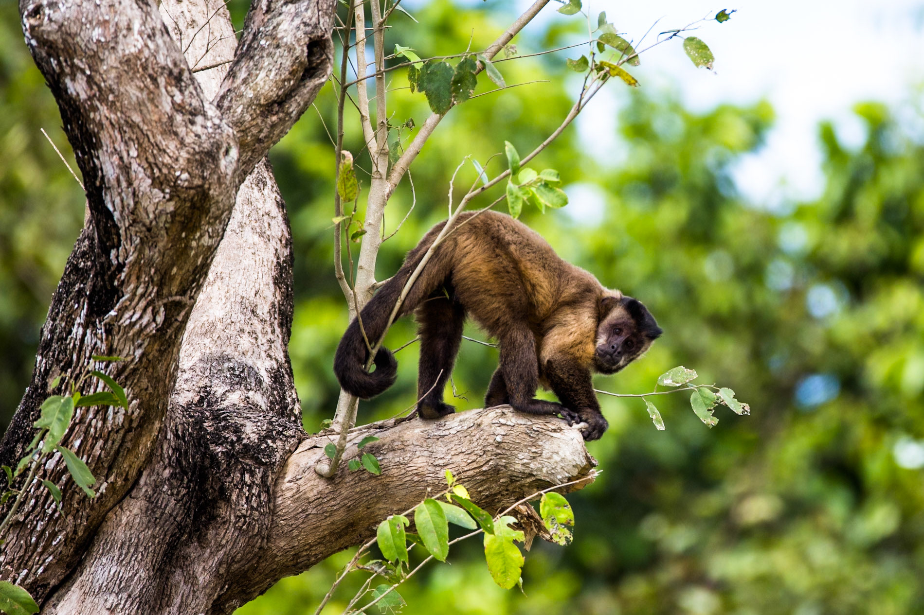 Black capuchin, Porto Jofre, Pantanal, Brazil