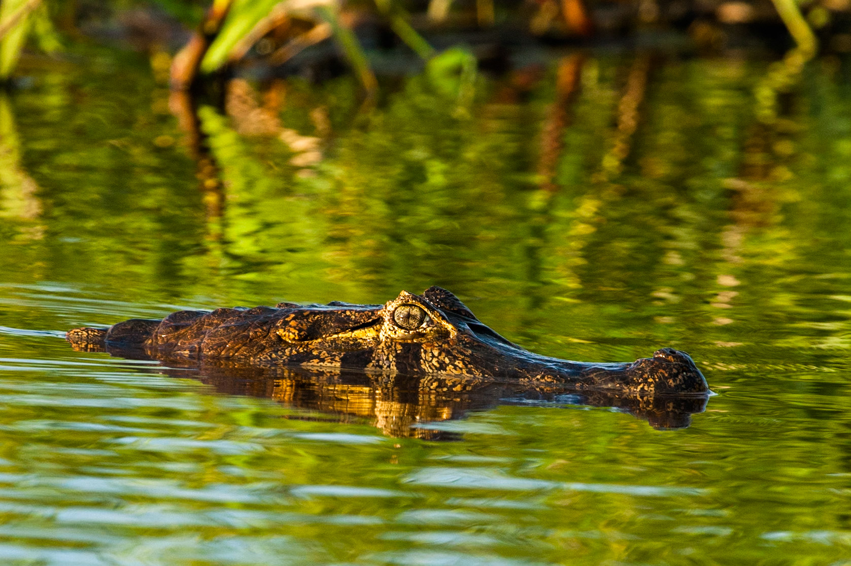 Caiman, Porto Jofre, Pantanal, Brazil