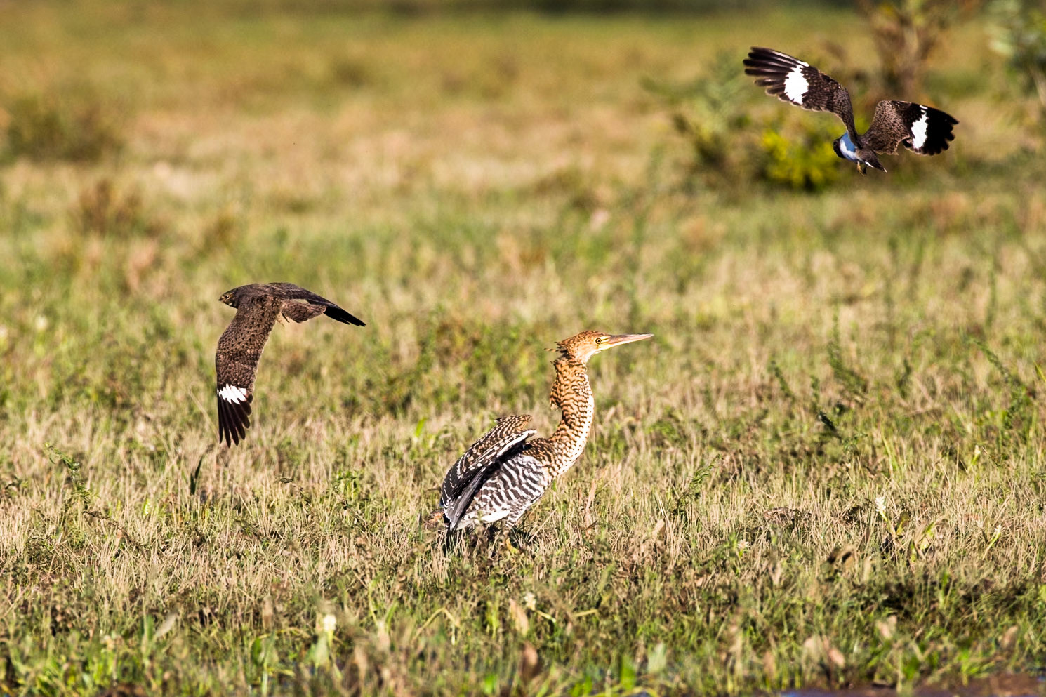 Rufescent tiger heron and Nacunda nighthawks, Pousada Piuval, Pantanal, Brazil