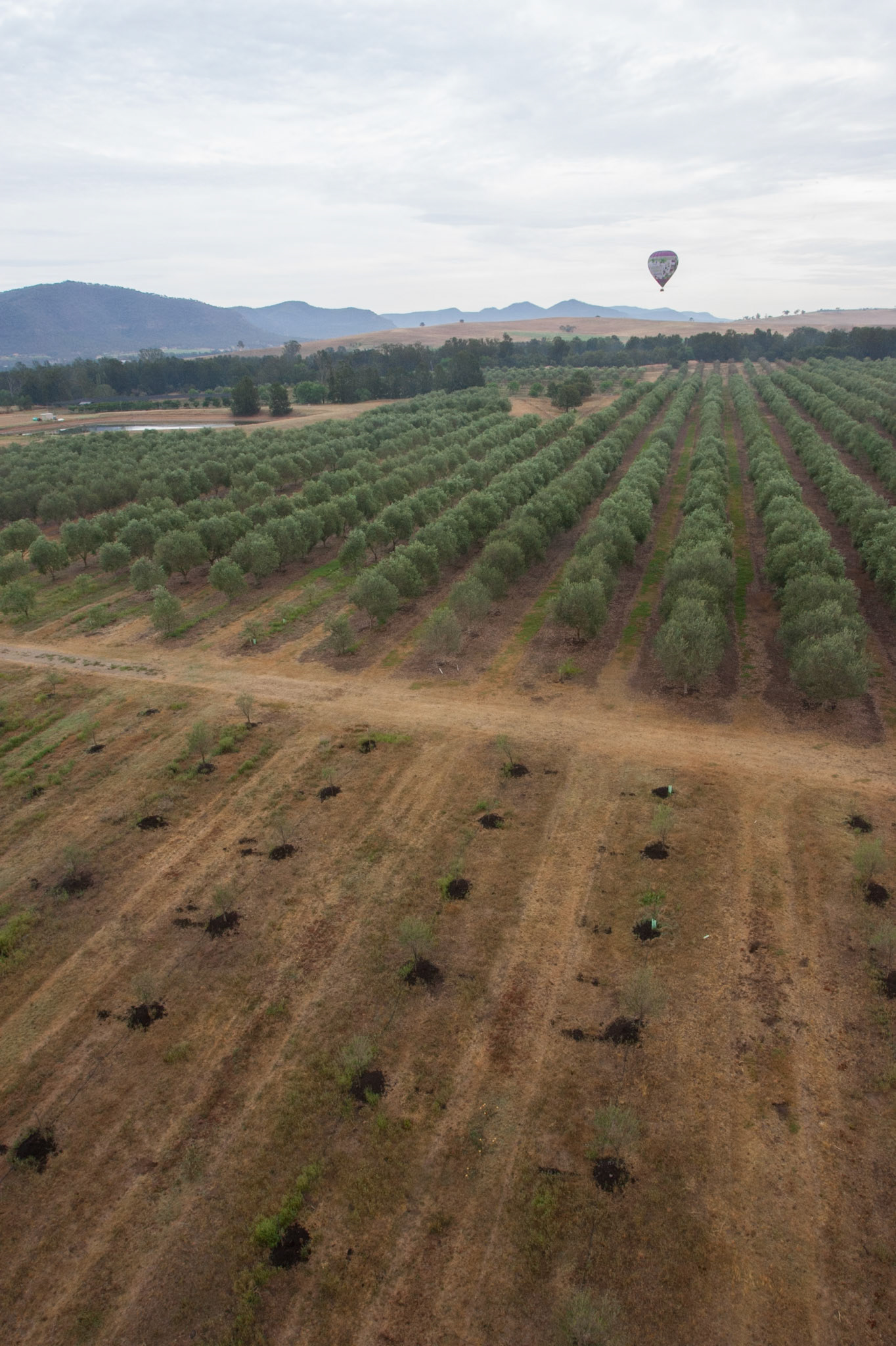 Hot air balloon ride in the Hunter Valley, New South Wales.