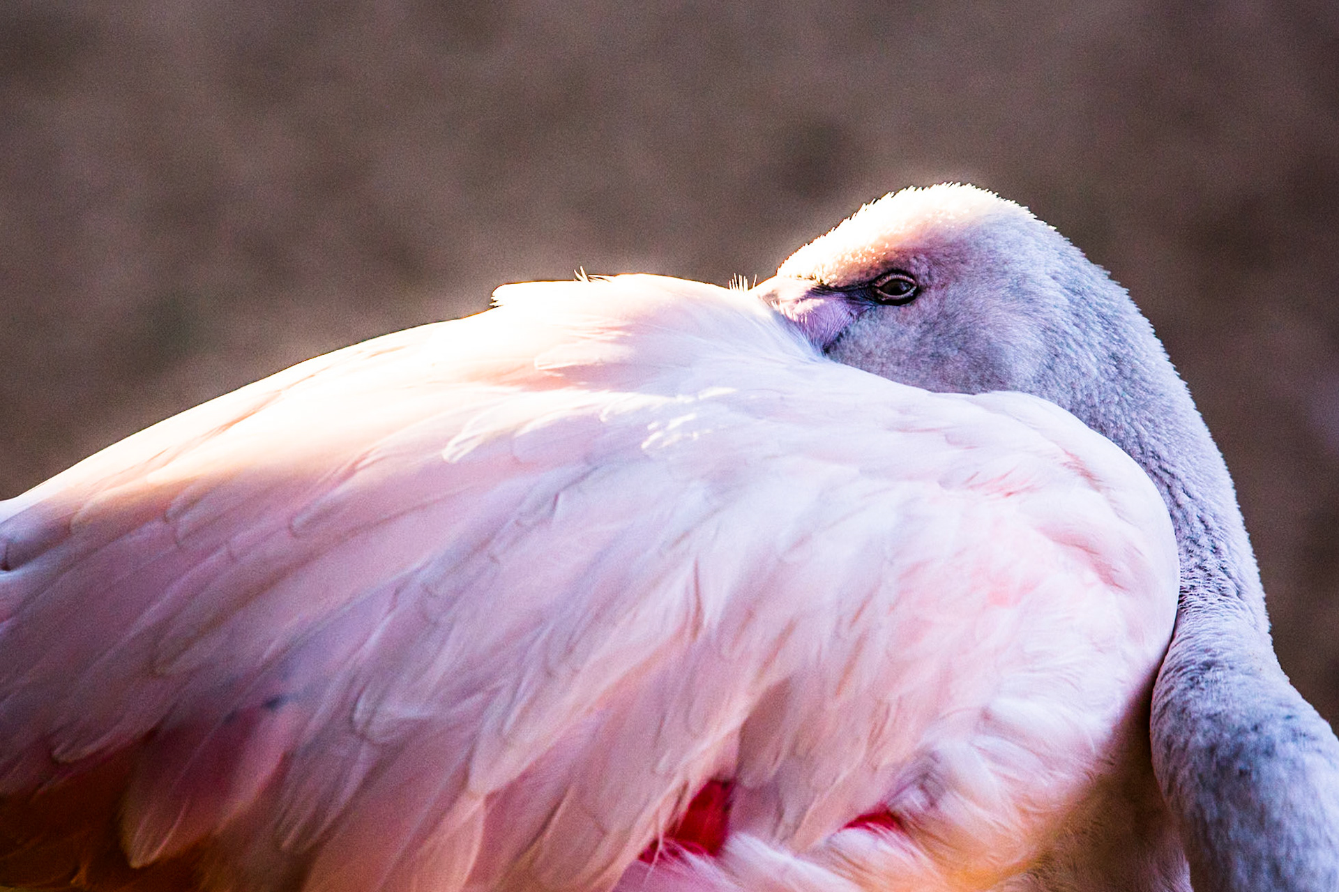 Chilean flamingo, Iguassu bird park, Brazil