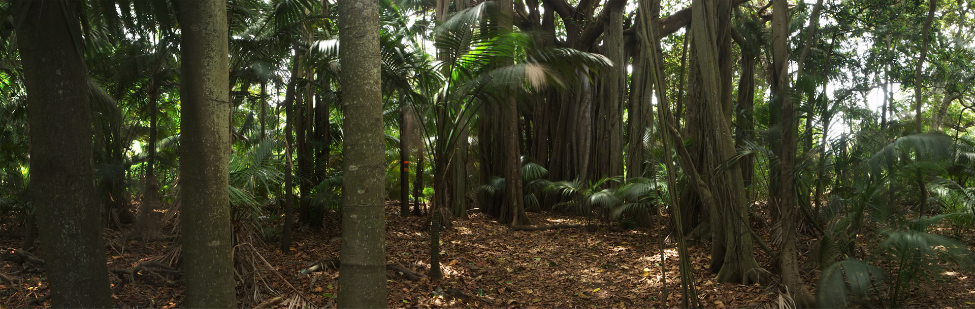 Fig tree, palms and forest, between Middle and Lagoon Beach, Lord Howe Island.