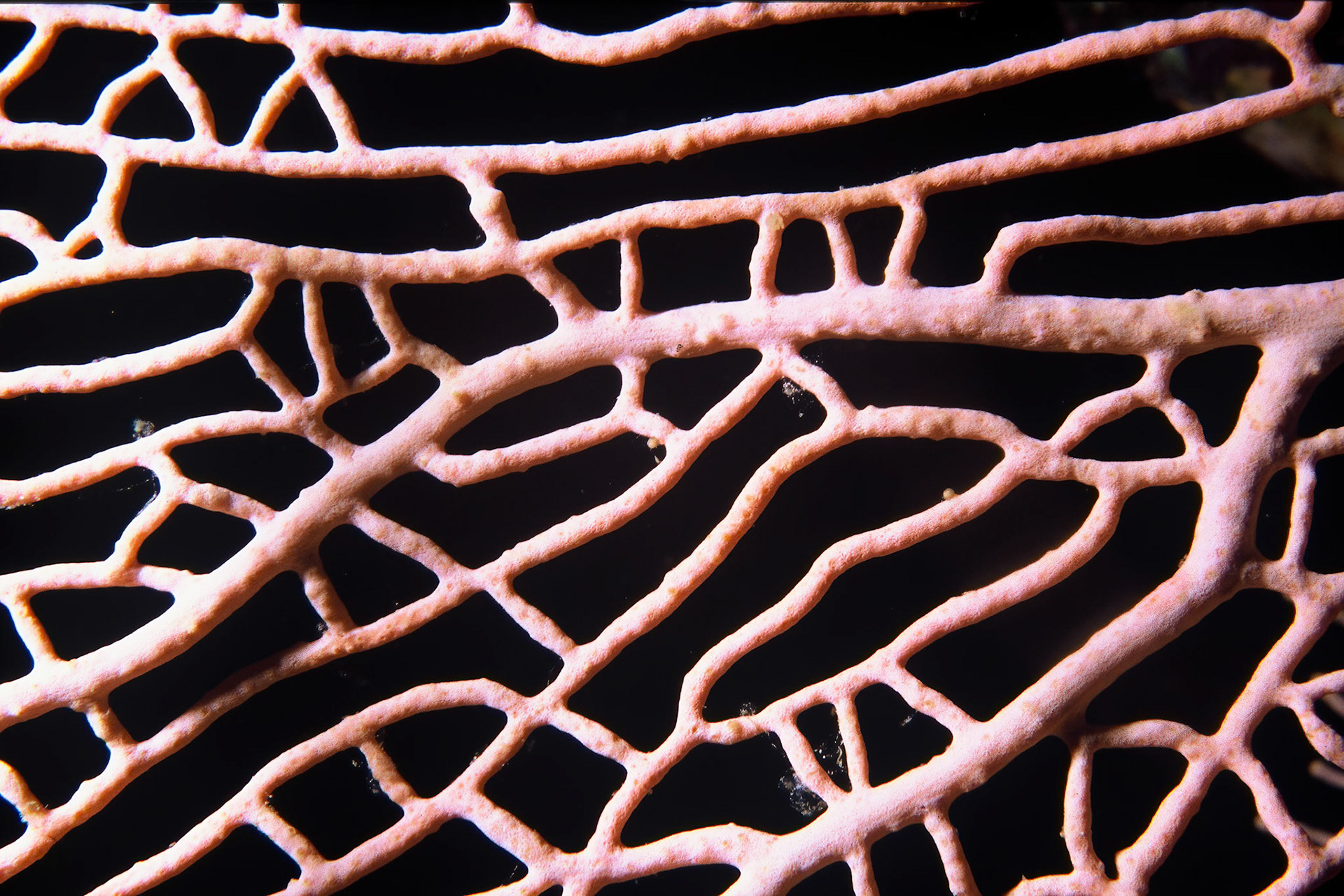 Gorgonioan coral, Comores