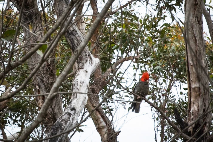 Circuit from Telegraph Saddle via Telegraph Junction to Oberon Bay (lunch), then Little Oberon Bay, Norman Point  and Norman Beach to Tidal River.