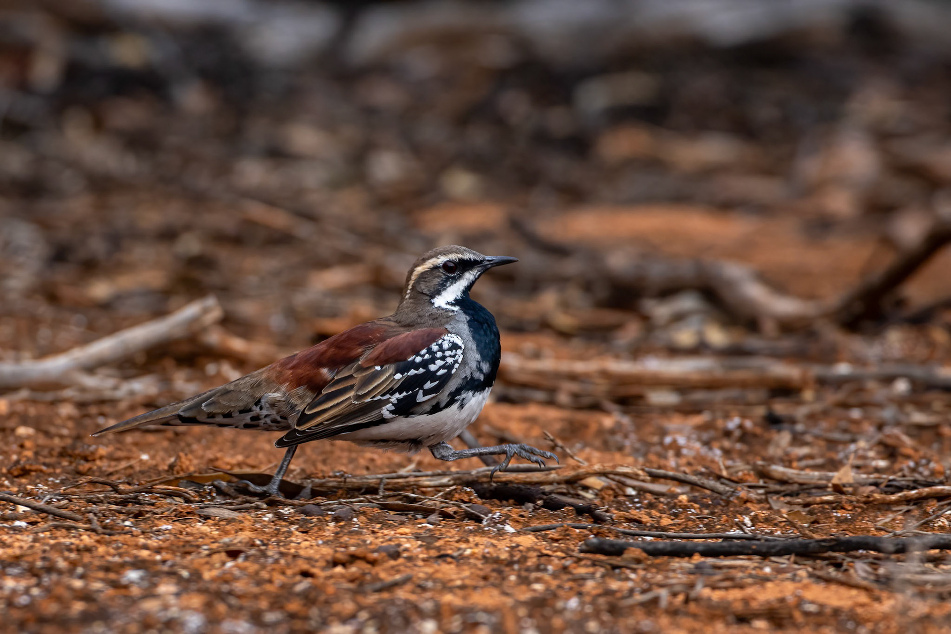 Copperback quail-thrush, Ceduna, South Australia