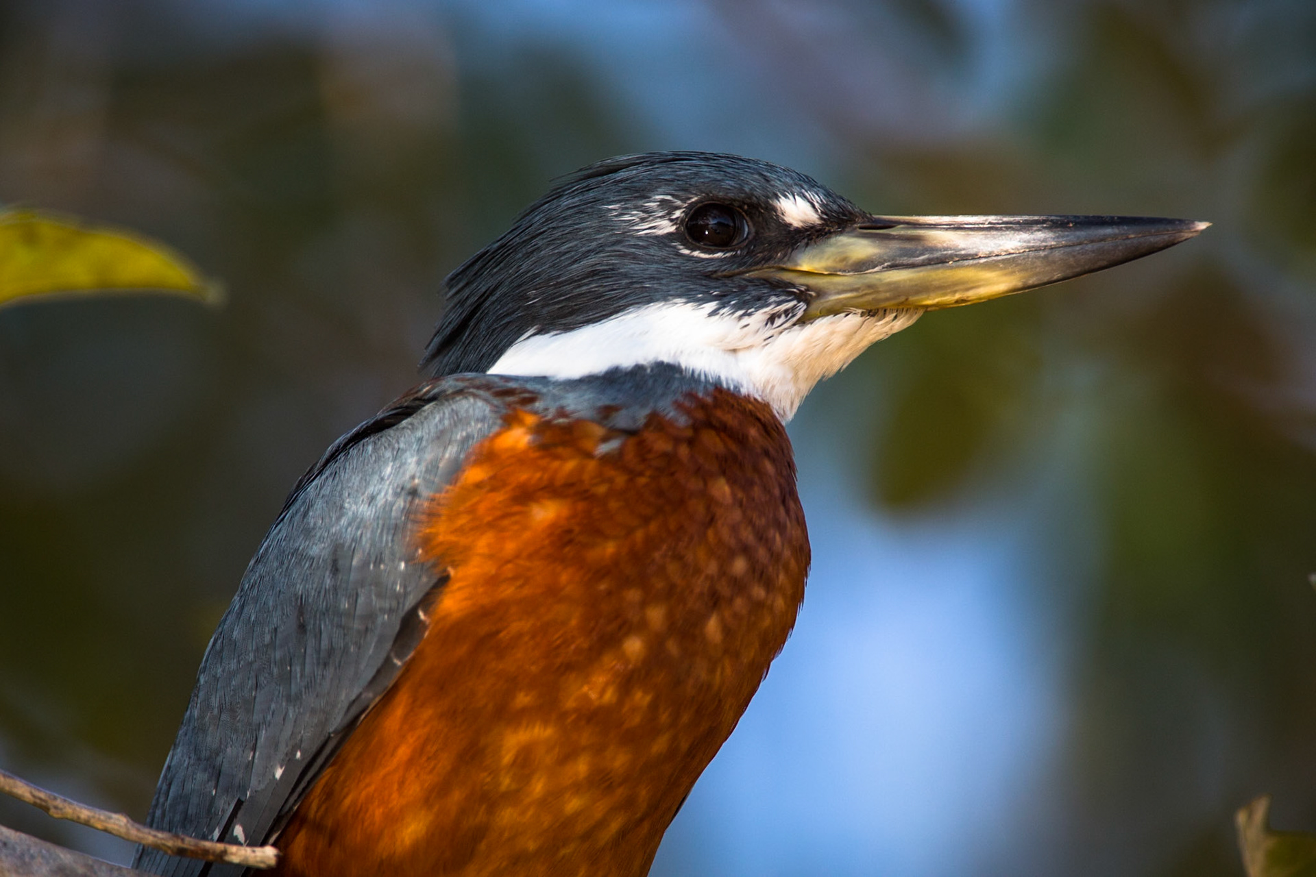 Ringed kingfisher, Porto Jofre, Pantanal, Brazil