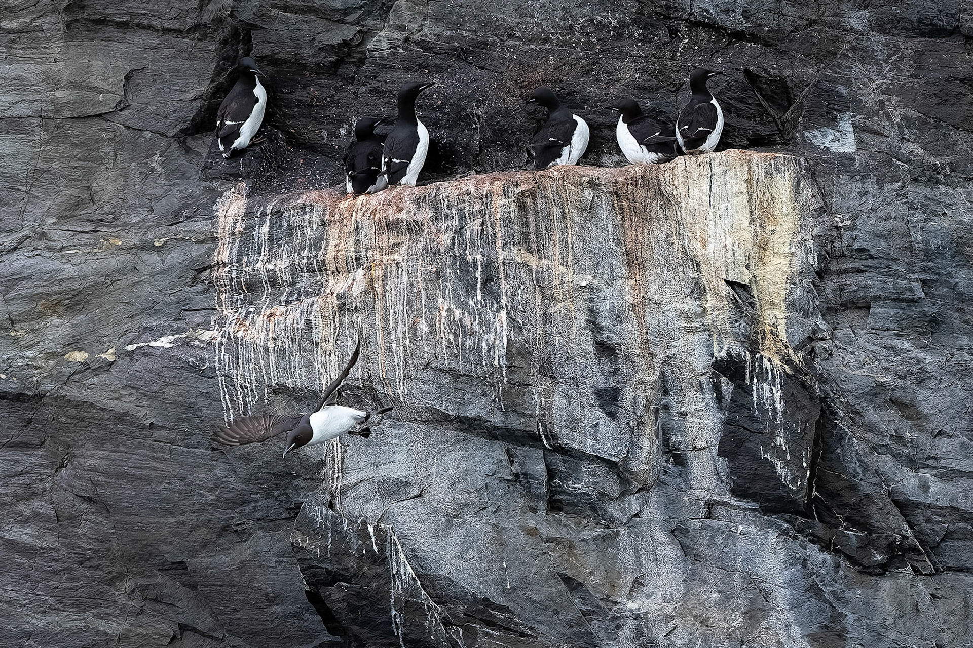 Brünnich's guillemot, Lilliehoekbreen, Svalbard, Norway