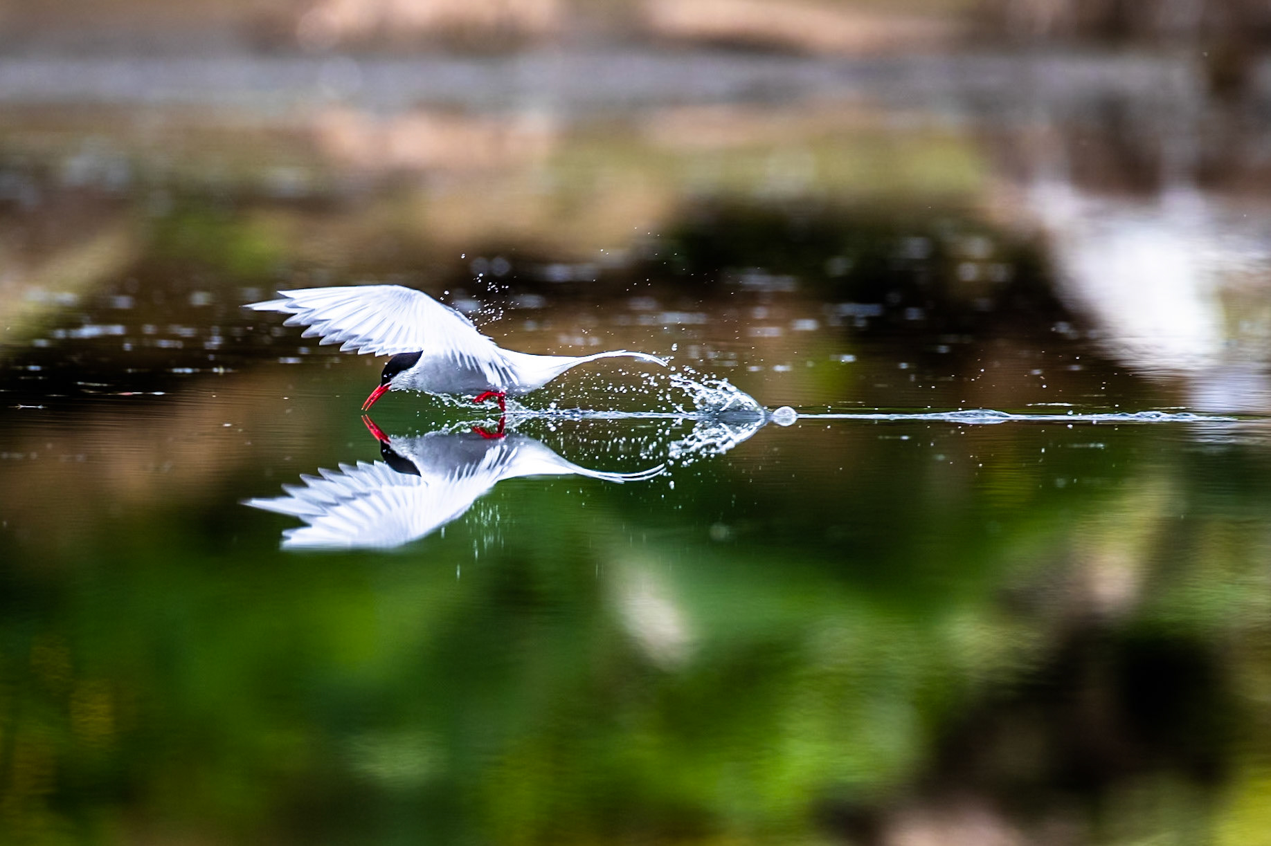 Arctic tern, Grímsey Island, Iceland