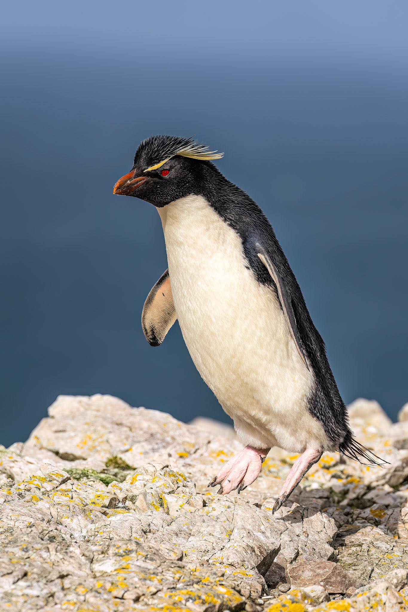 Southern rockhopper penguin, The Settlement, Saunders Island, Falkland Islands