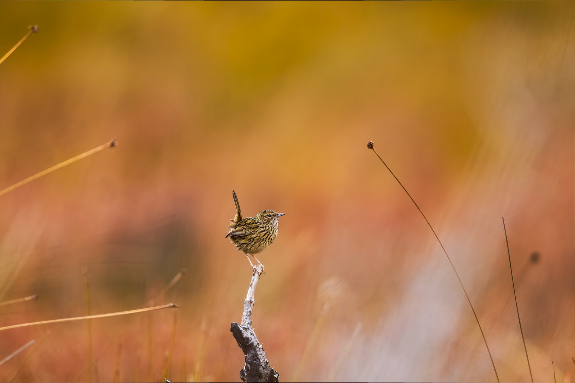 Stiated fieldwren, Mount Field, Tasmania, Australia