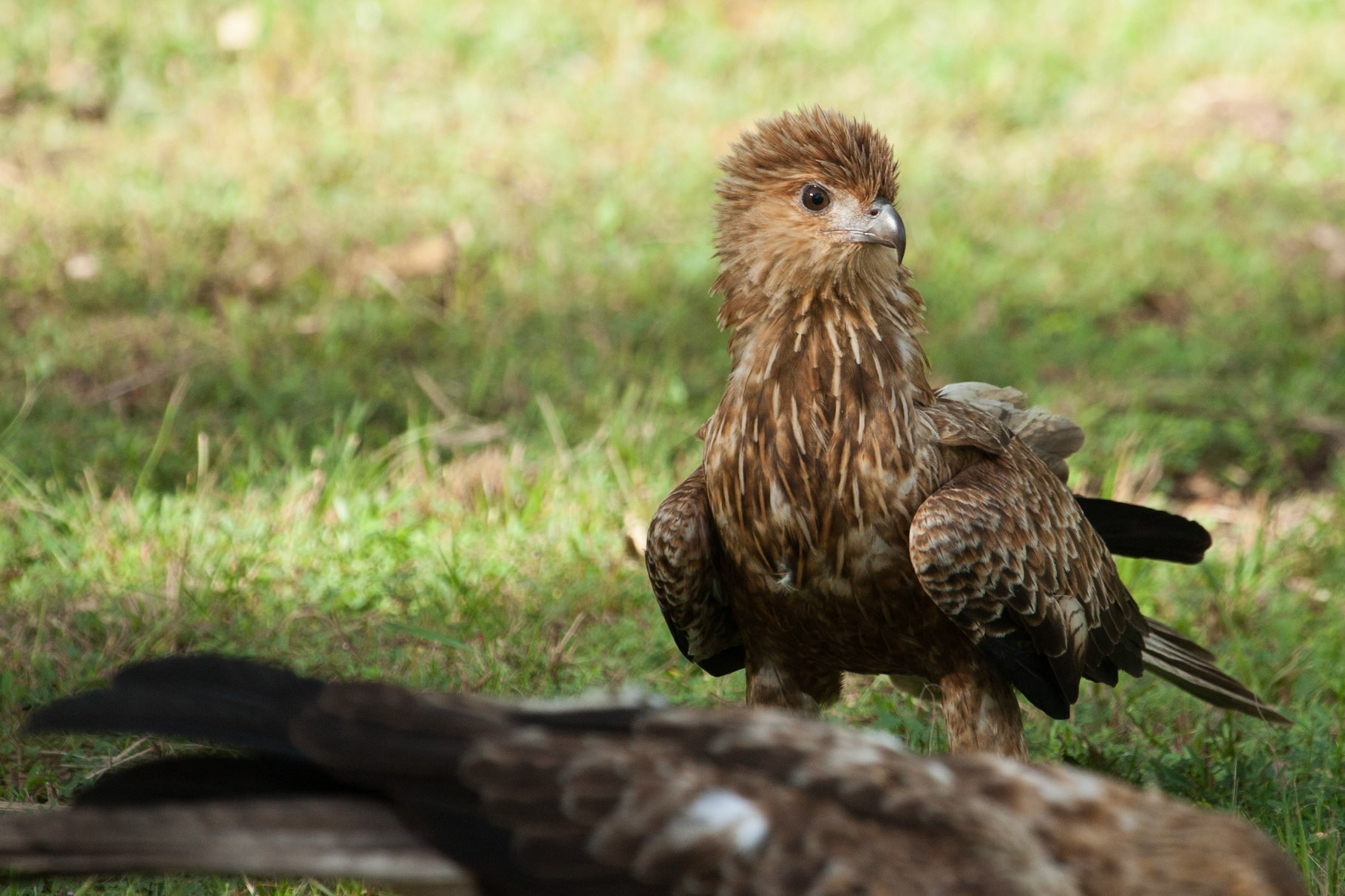 Whistling kite. Mount Borradale, Arnhemland, Northern Territory