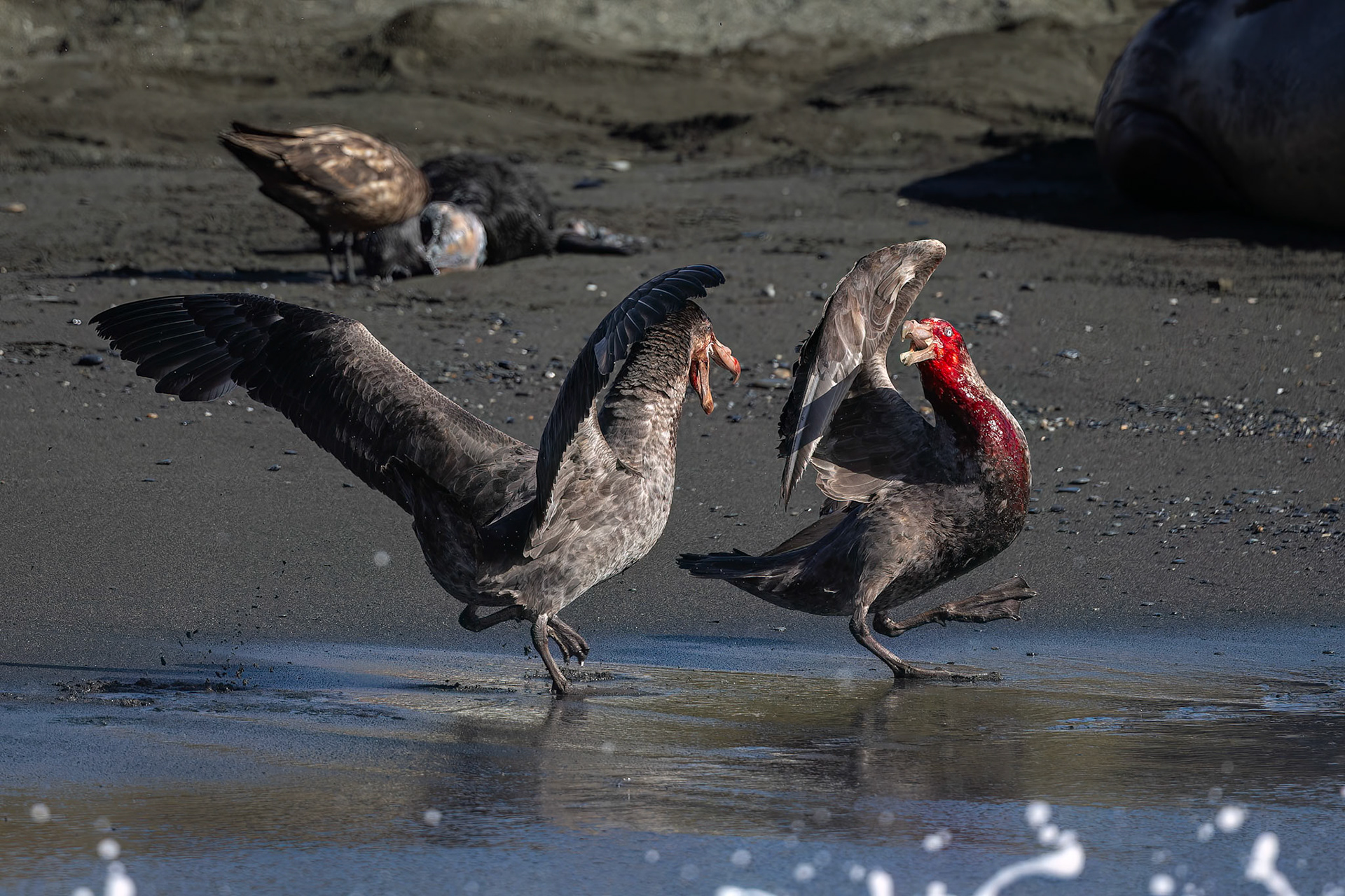 Southern giant-petrel, Cooper's Bay, South Georgia