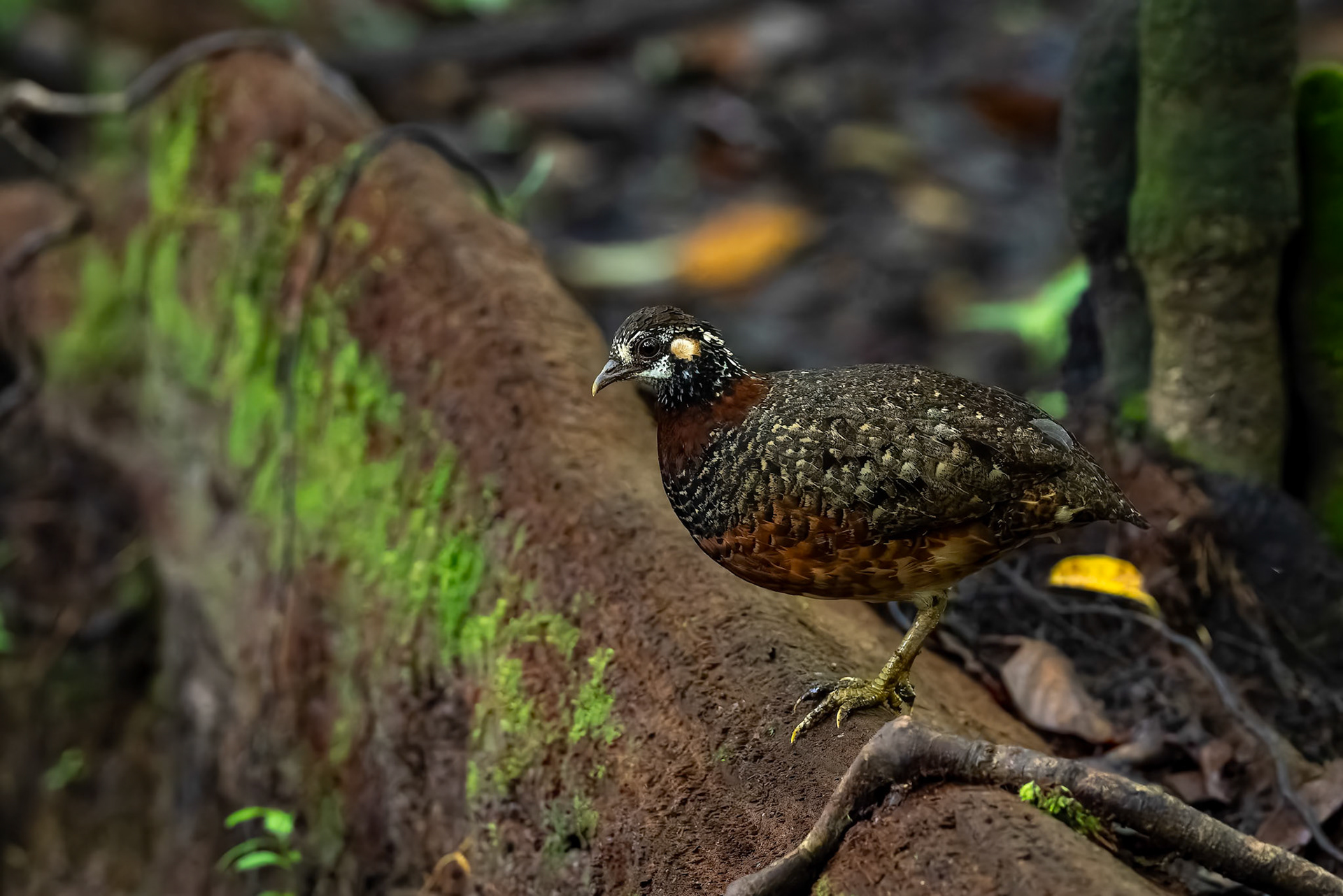 Sabah partridge, Utan, Borneo