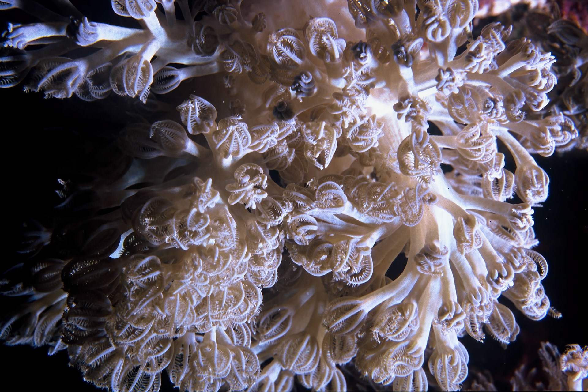 Soft coral, Comores