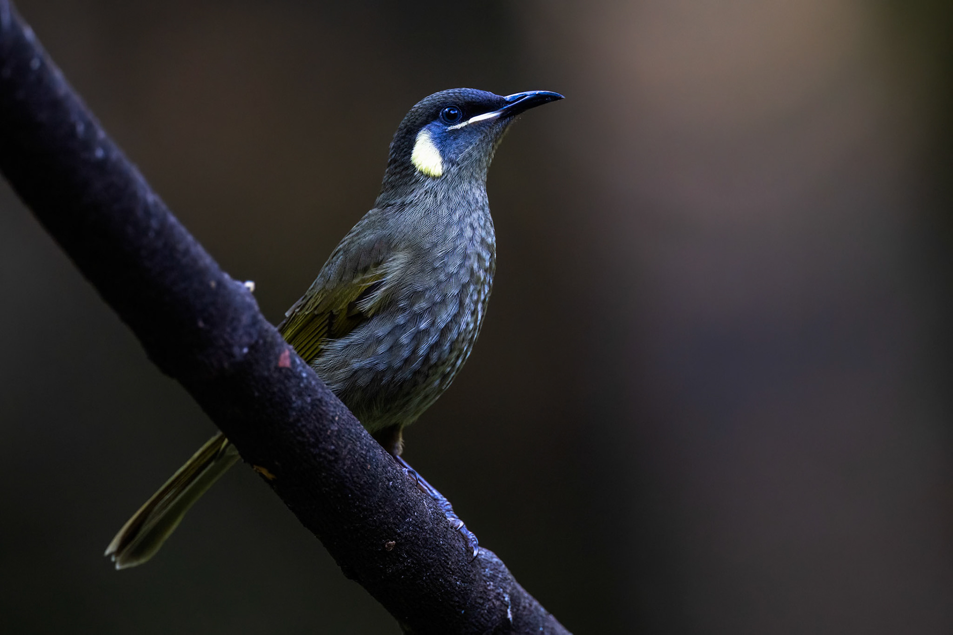 Lewin's honeyeater, Lake Eacham, Atherton Tablelands, Queensland