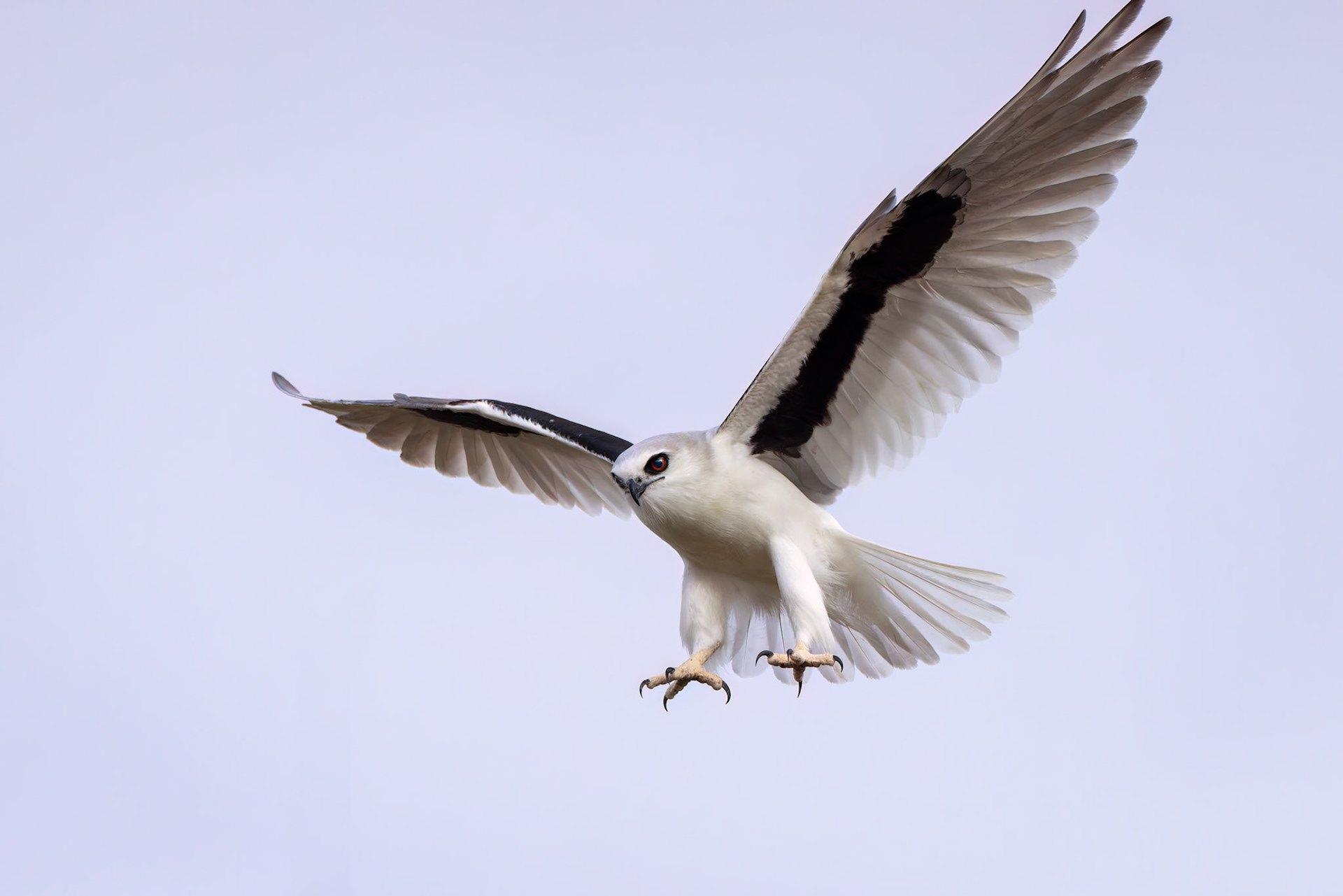 Letter-winged kite, Boulia to Birdsville, Queensland, Australia