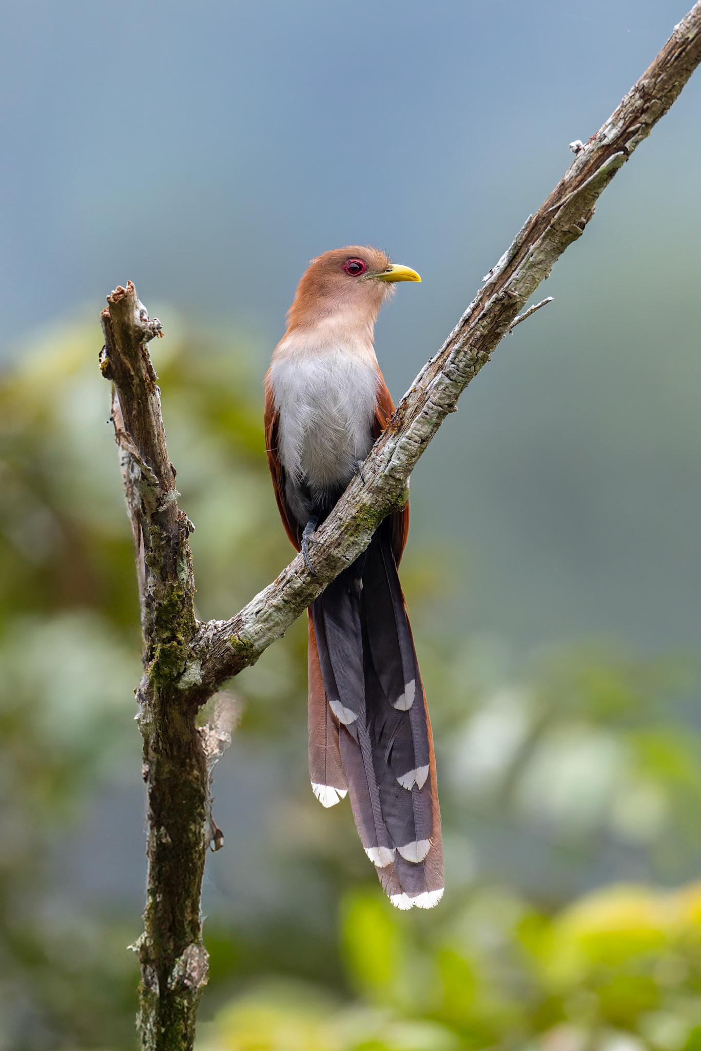 Squirrel cuckoo, Copalinga Ecolodge, Copalinga, Ecuador