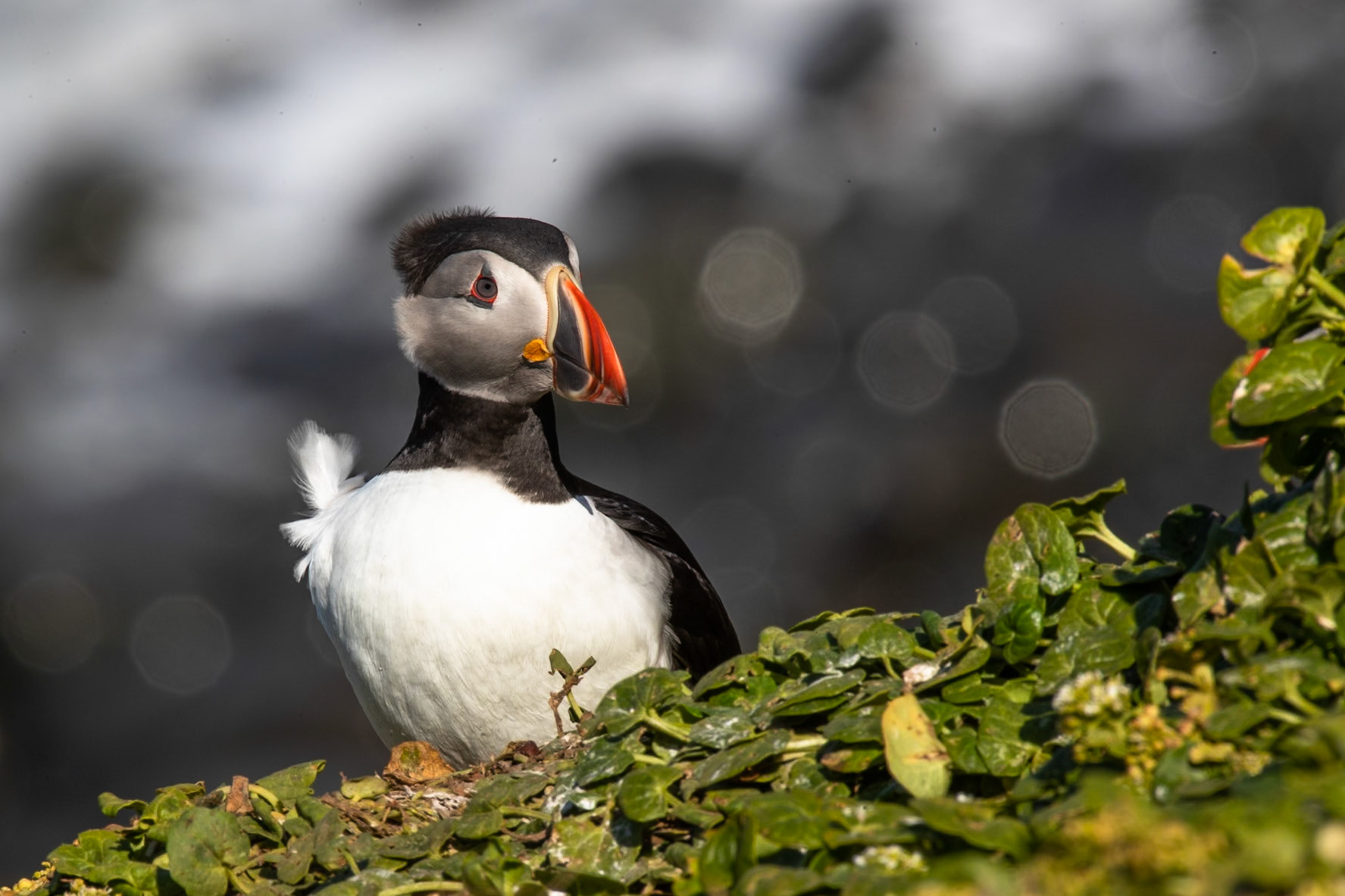 Atlantic puffin, Grímsey Island, Iceland