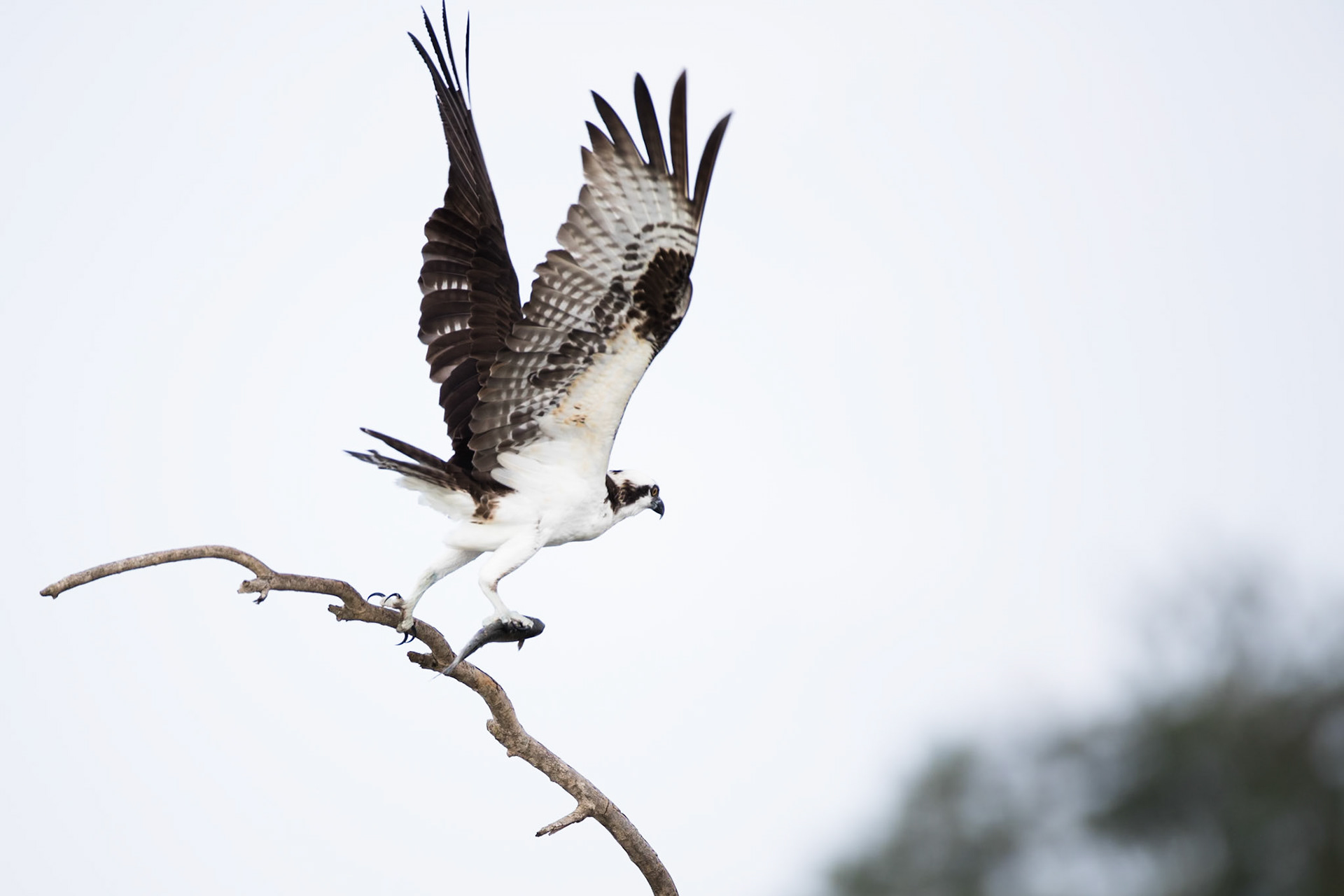 Osprey, Tarcoles river, Costa Rica